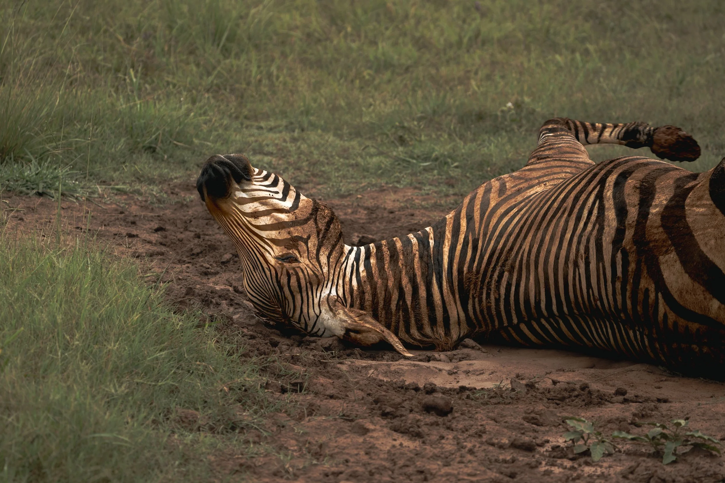A zebra lying down on the ground in a grassy area, with its head resting on the dirt, and another zebra standing in the background.