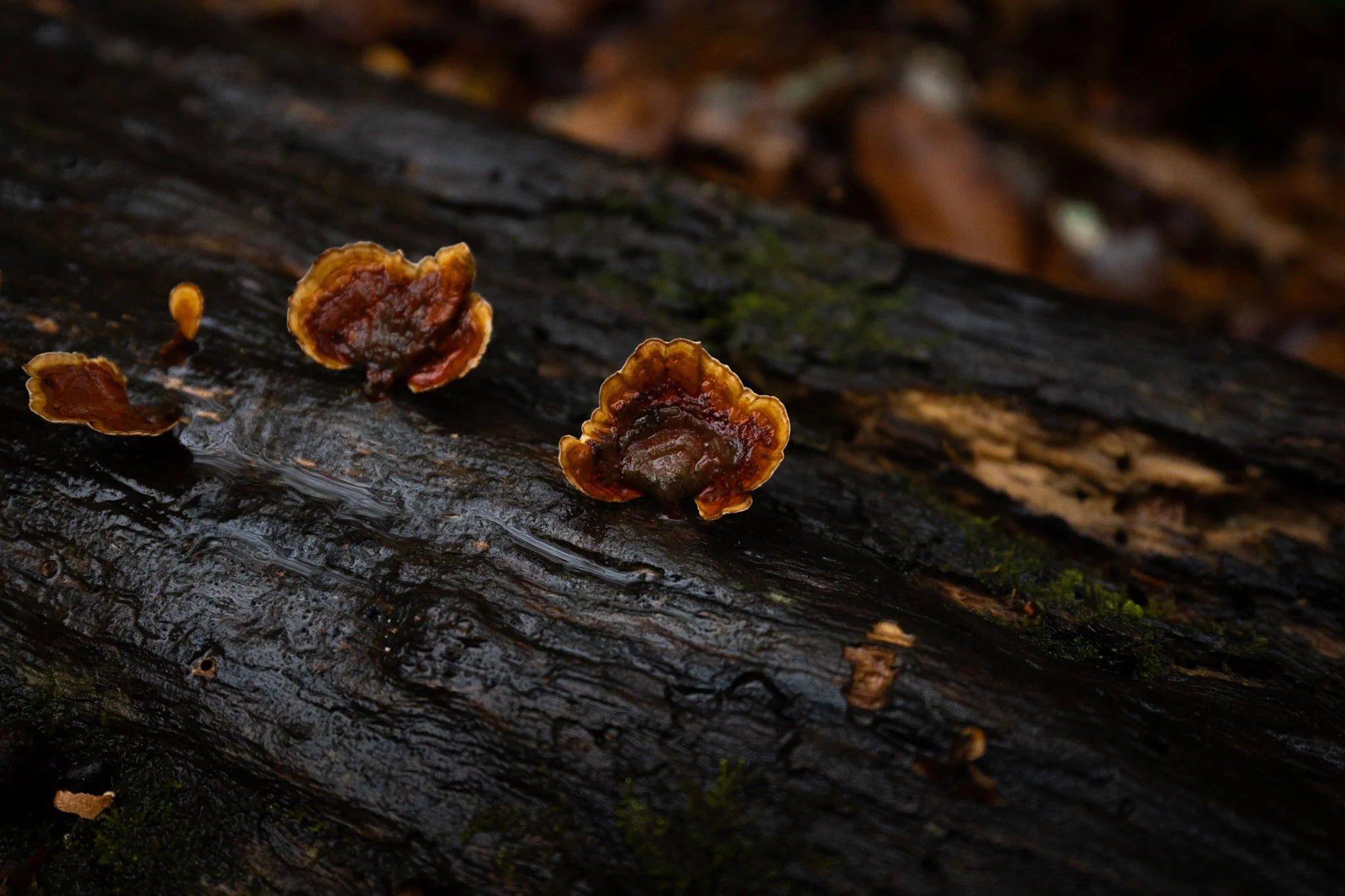 Close-up of small brown fungi growing on a wet, dark piece of wood in a forest, with patches of green moss and blurred brown leaves in the background.