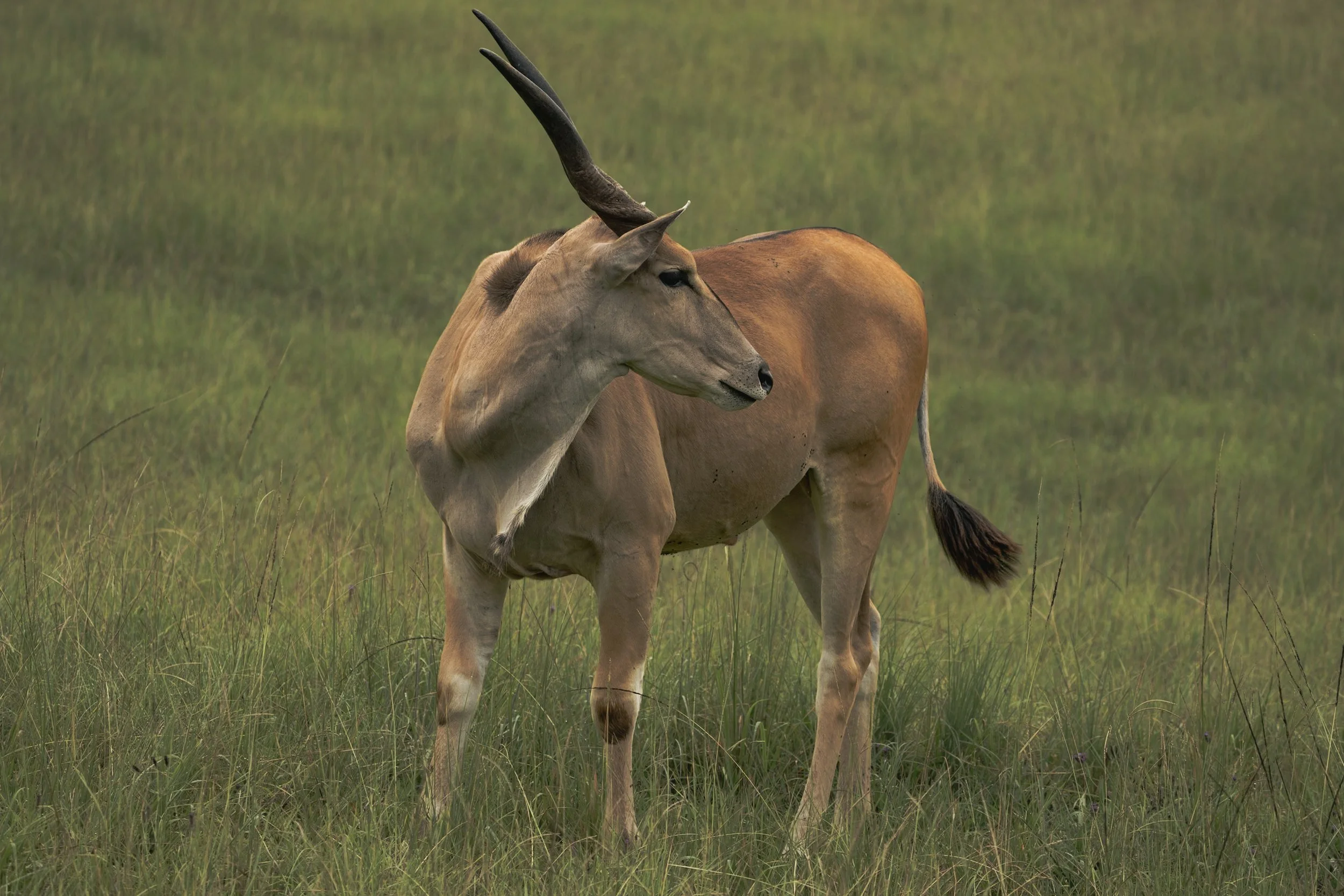 A lone antelope standing in a grassy field with a green, blurred background.