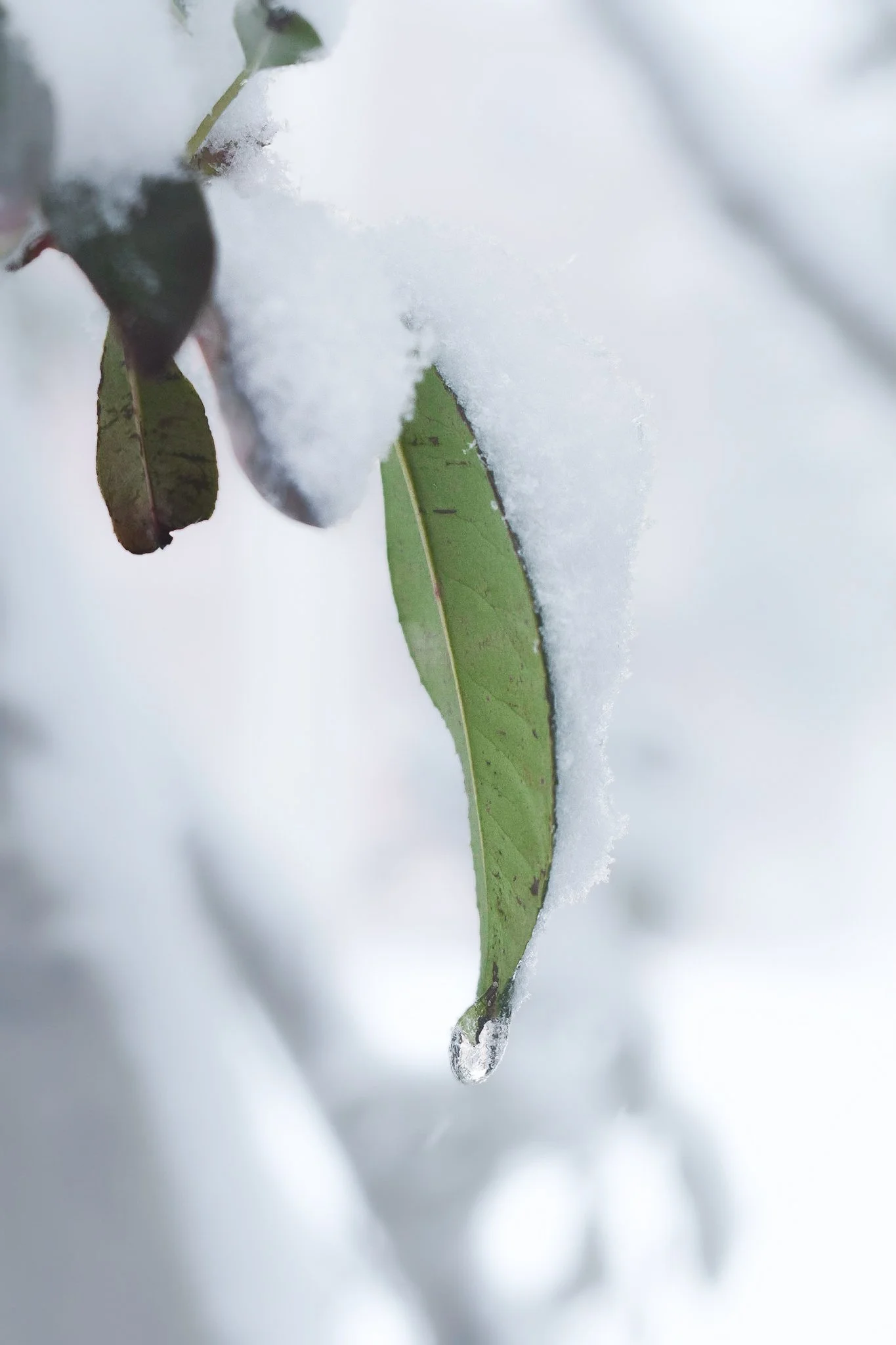 Frozen Elegance