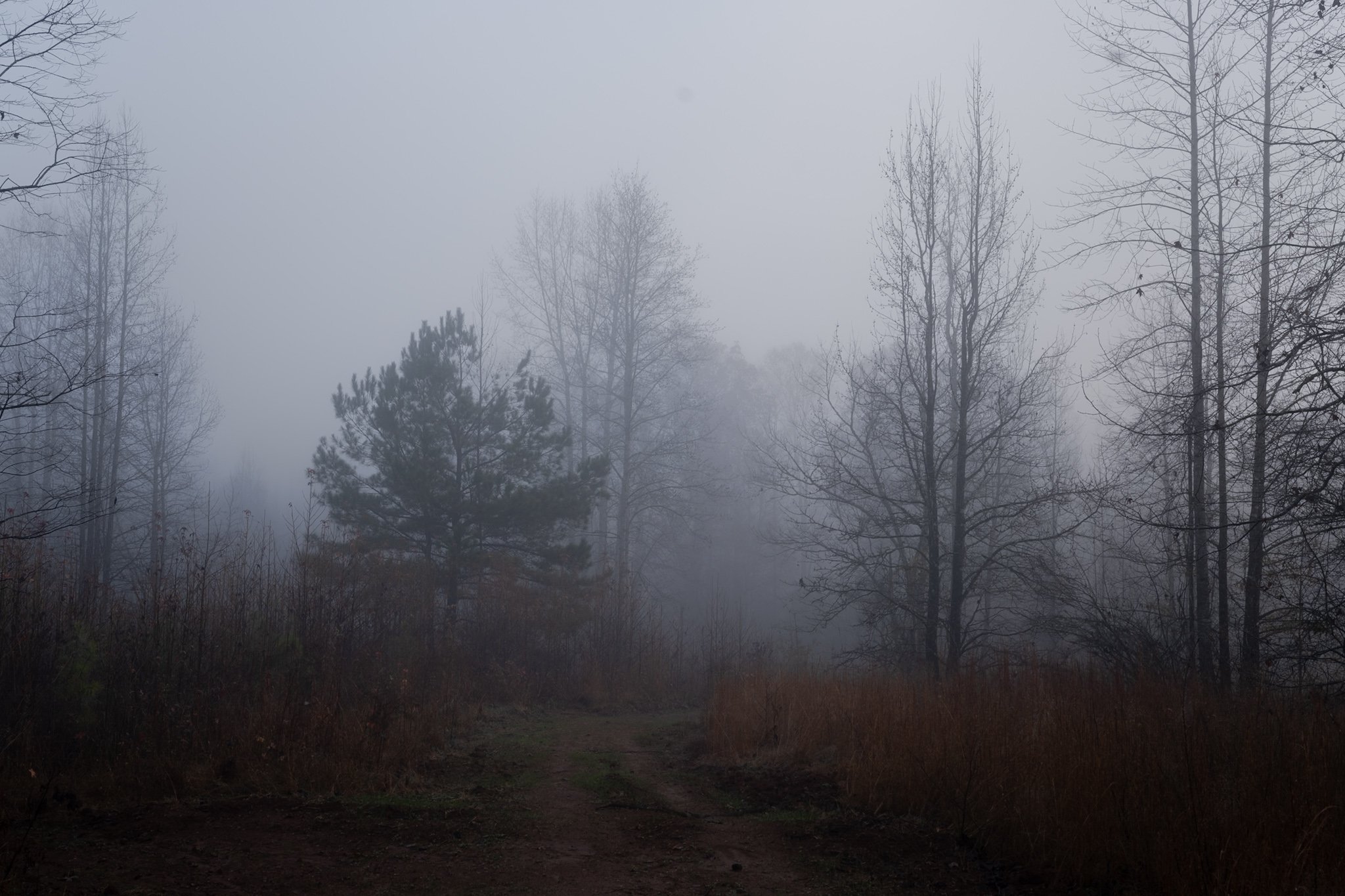 Foggy forest scene with leafless trees and a dirt path in the foreground.