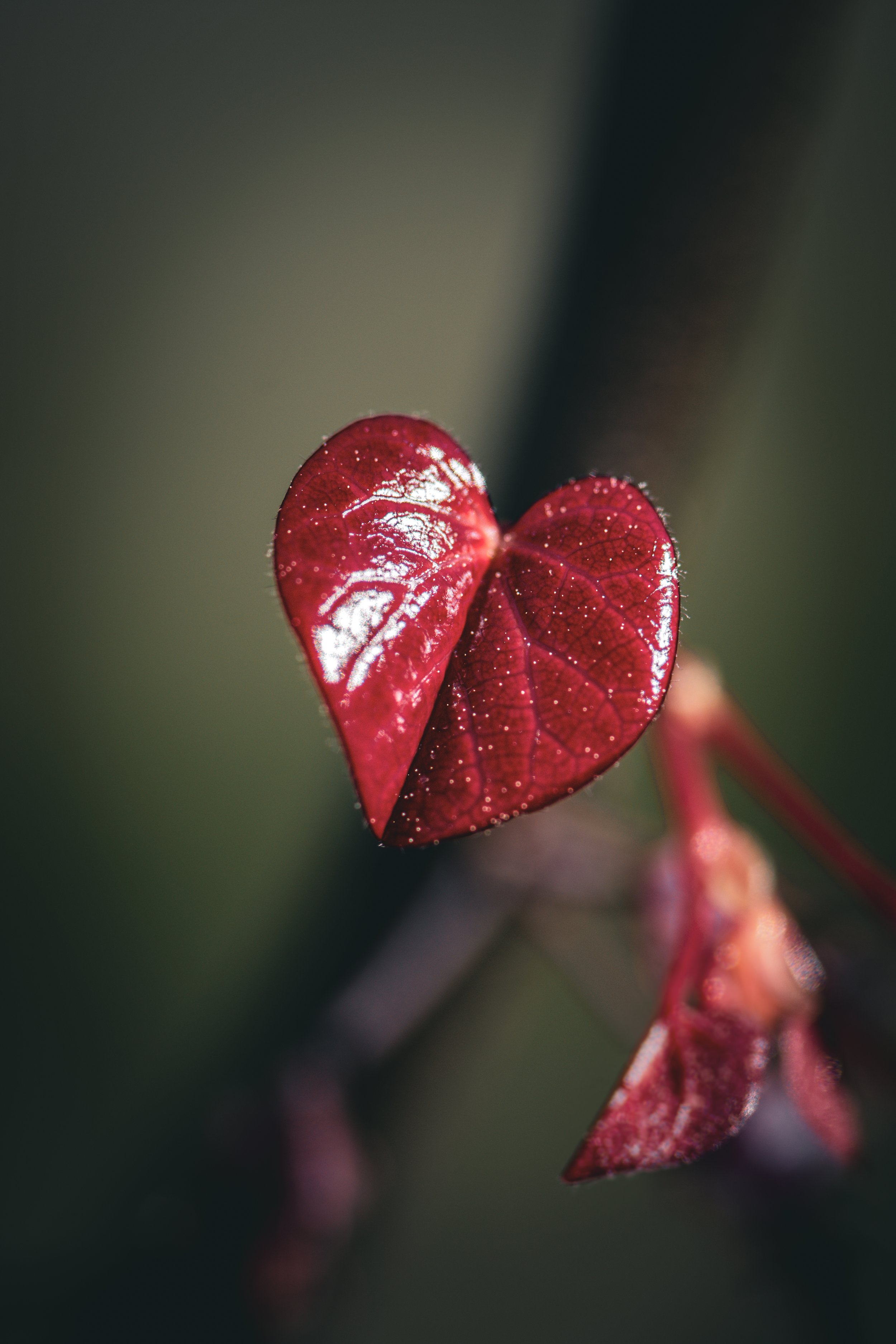 Close-up of two small, dark red leaves with a glossy surface and visible veins, on a thin stem against a blurred dark green background.