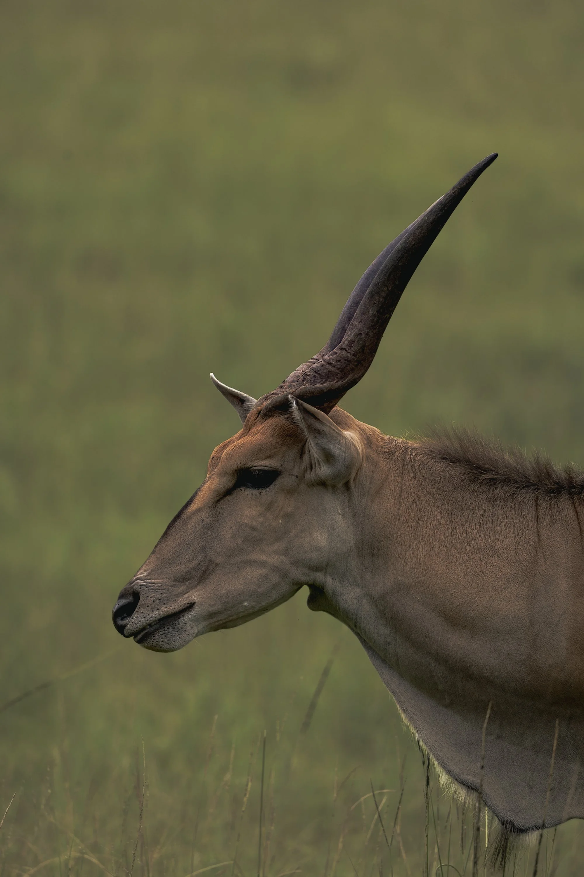 The Common Eland VI