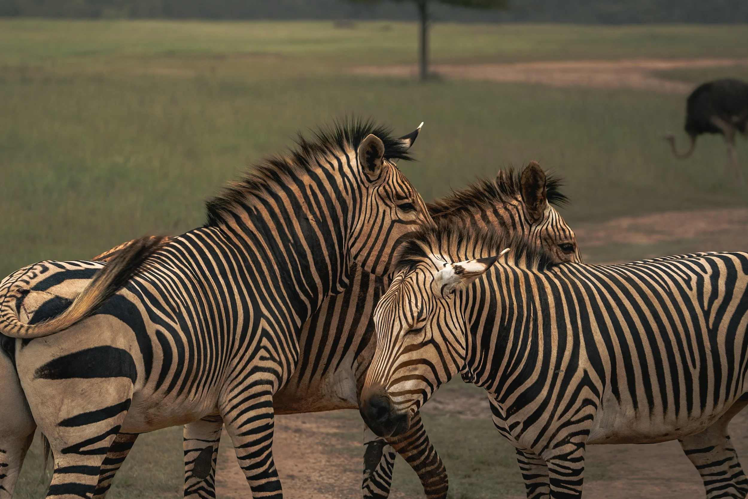 A group of zebras standing close together in a grassy field.