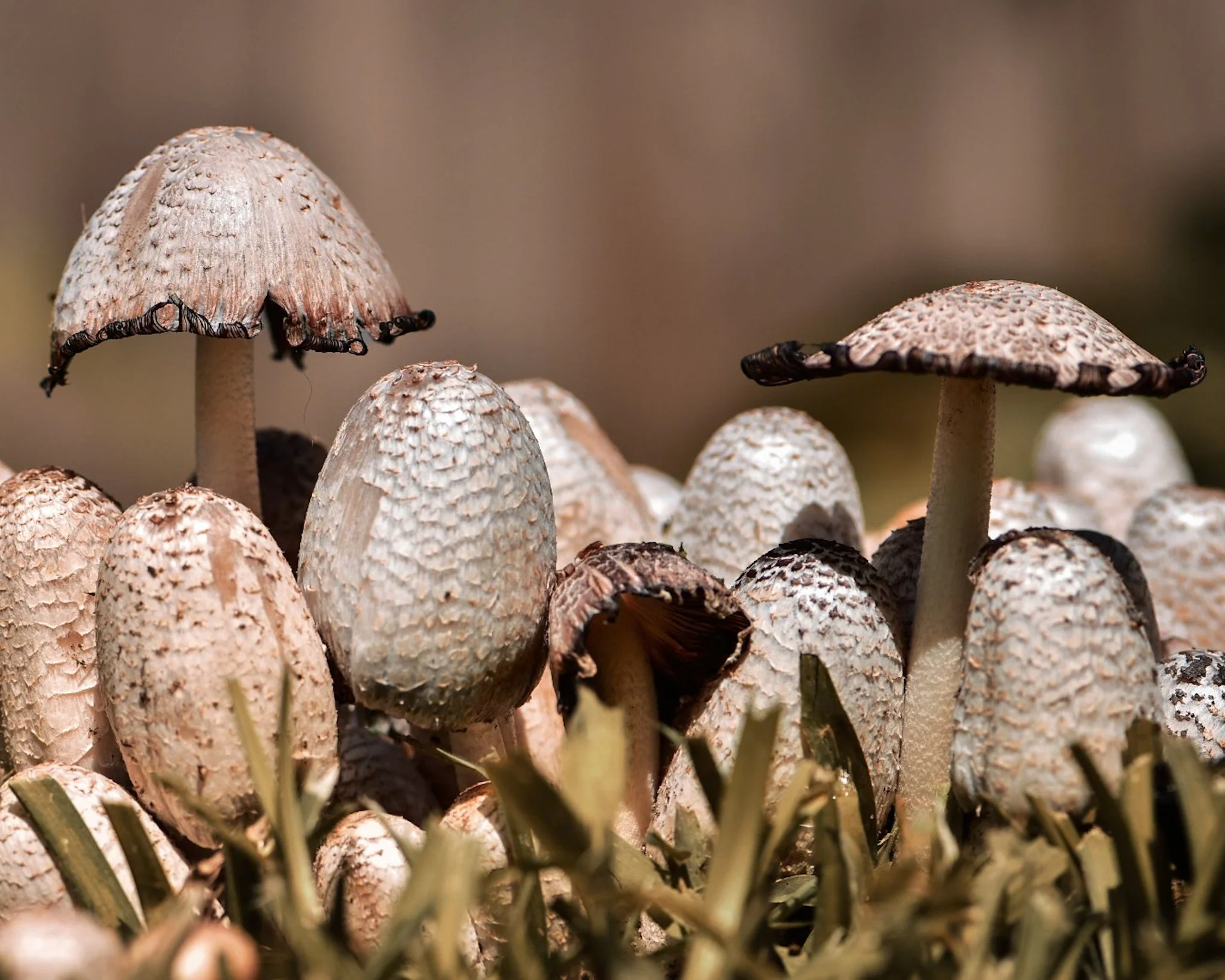 Close-up of multiple wild mushrooms growing close together, with brown and tan caps, some with textured surfaces, and slender stems amid grass.