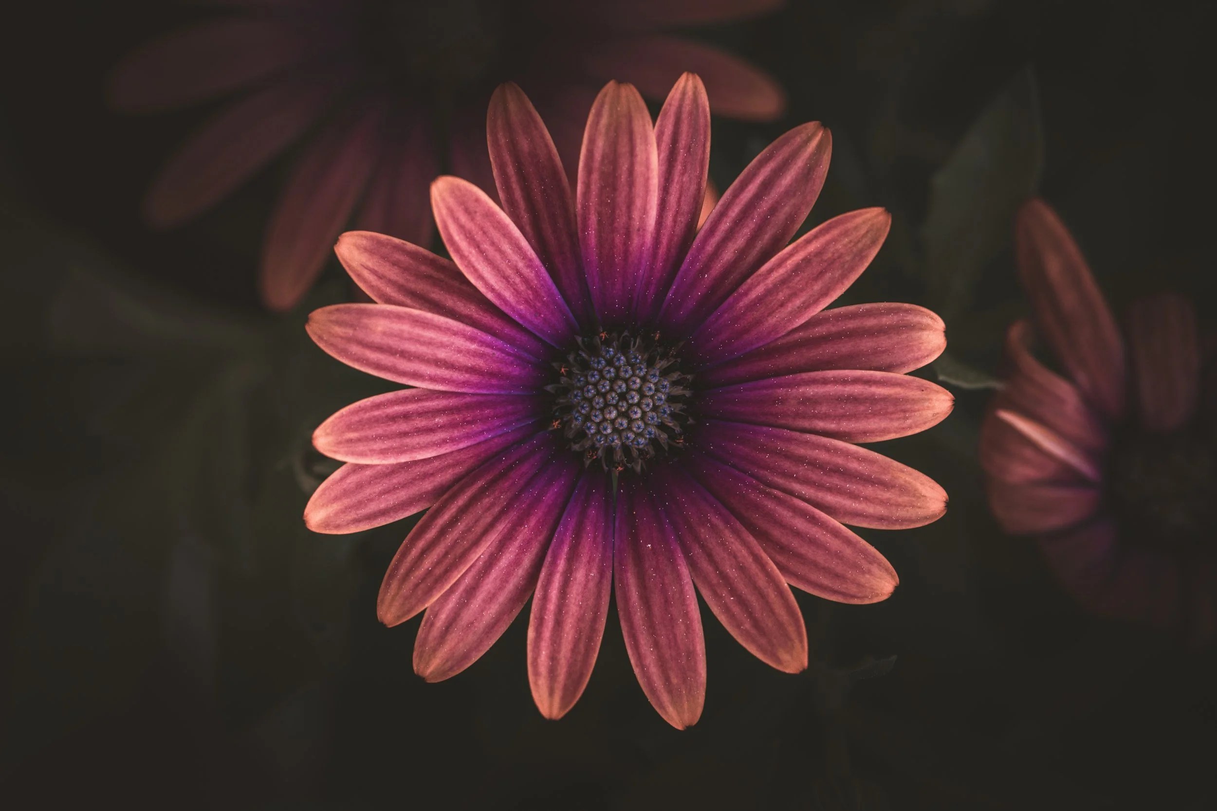 Floral