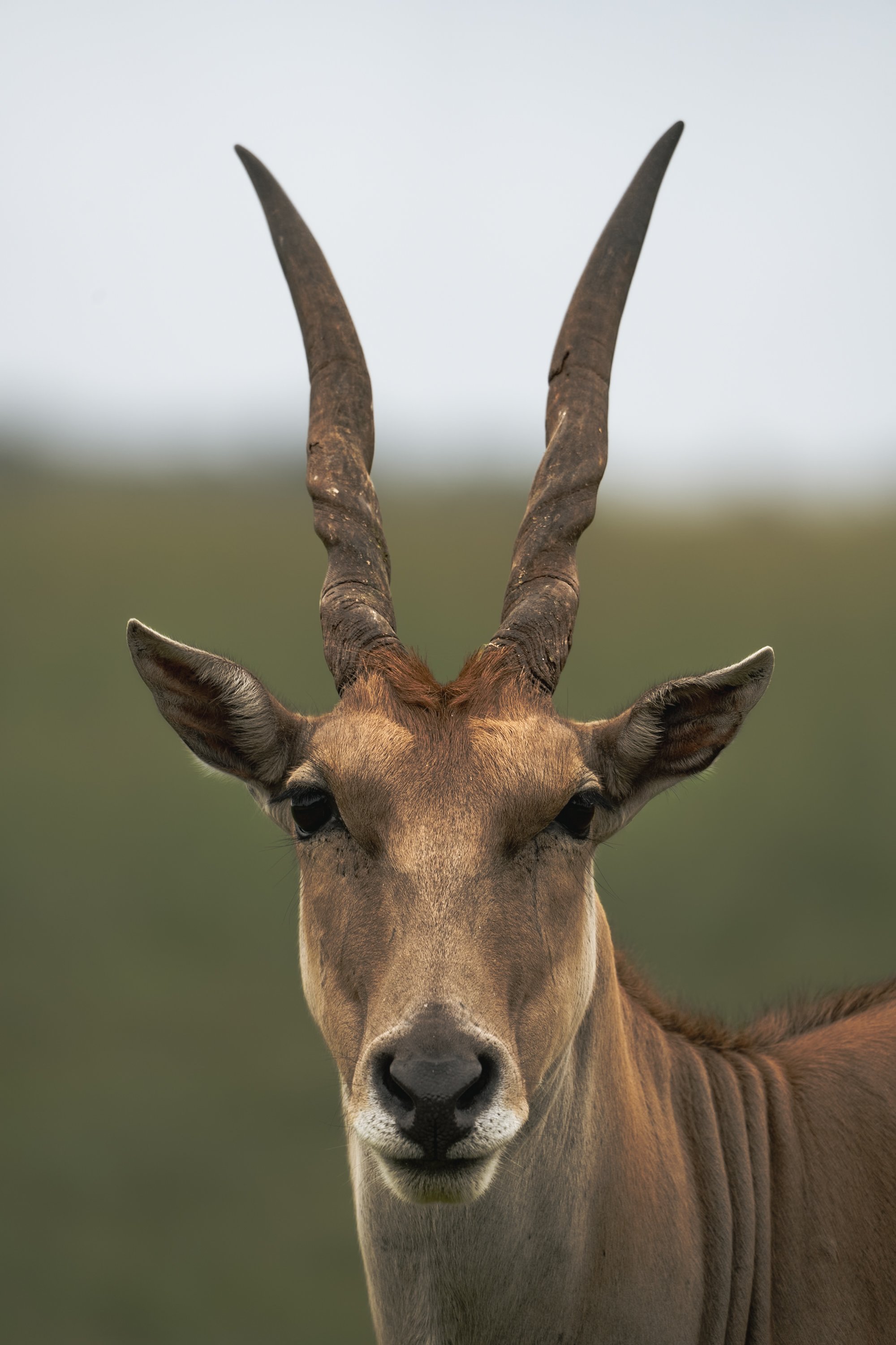 Close-up of an antelope with curved horns and a tan coat, facing forward against a blurred green background.