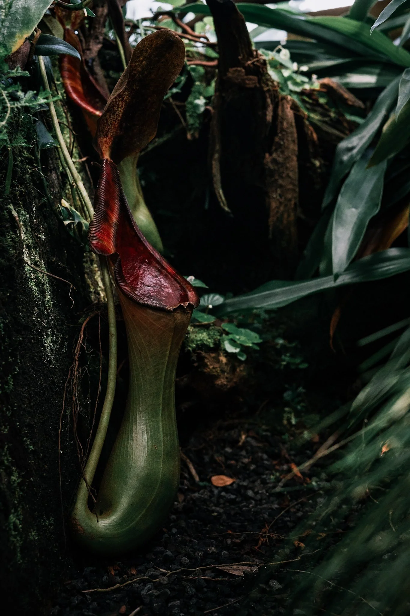 Close-up of a pitcher plant with a green and red pitcher, growing among dark soil and green foliage in a dense jungle environment.