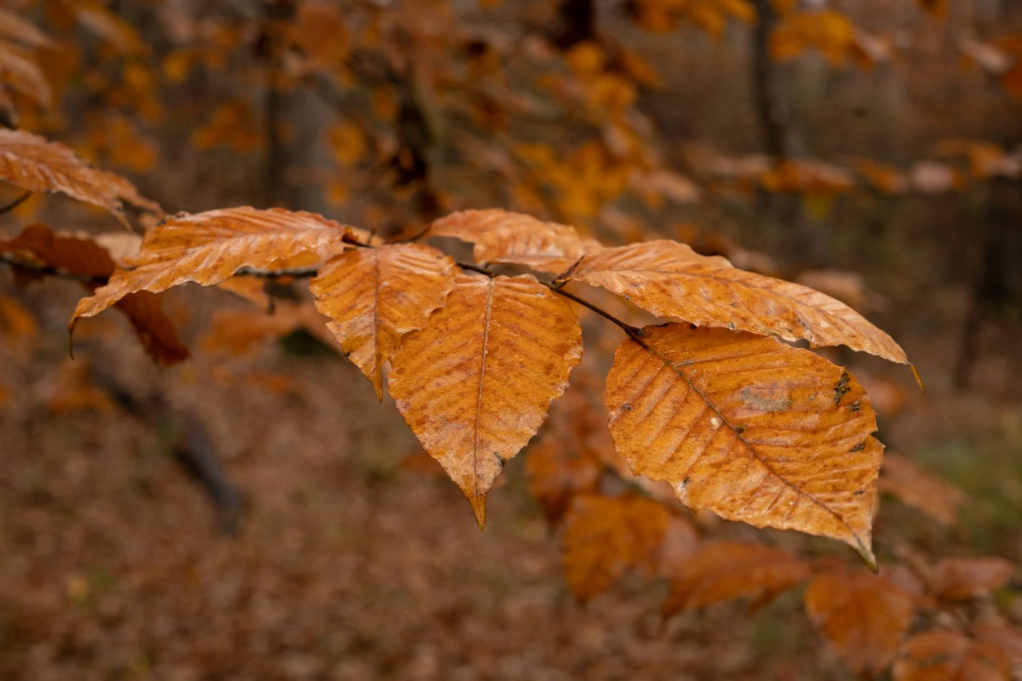 Close-up of orange and brown autumn leaves hanging on a branch with a blurred background of more fall foliage.