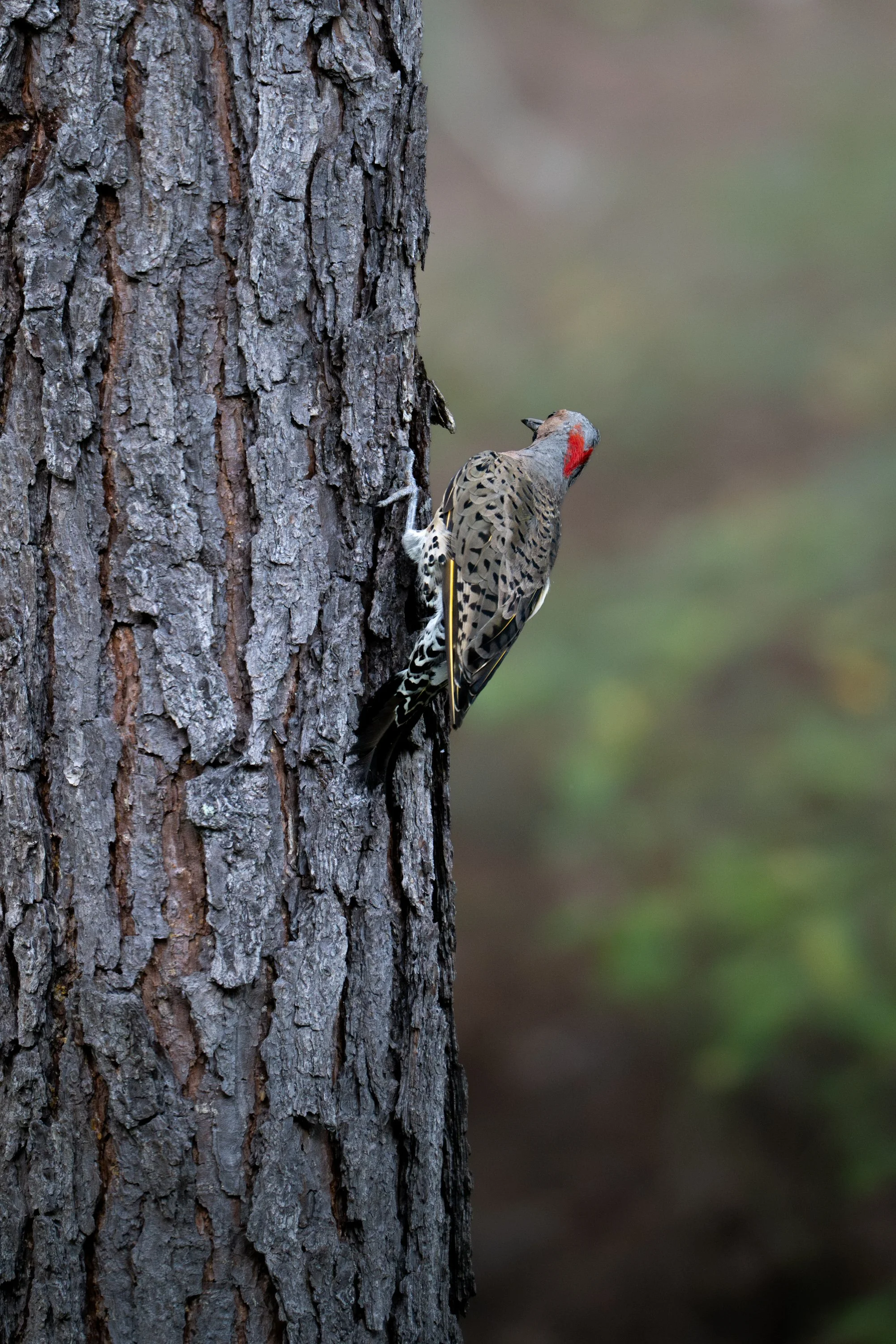 A woodpecker clinging to the side of a pine tree trunk, pecking at the bark.