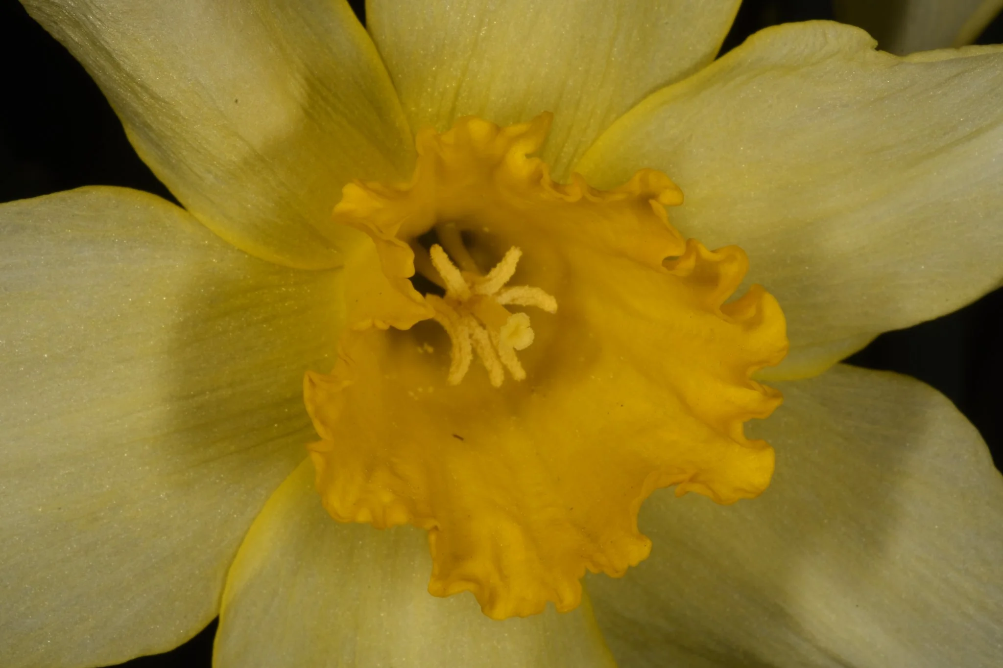 Close-up of a yellow daffodil flower showing petals, trumpet-shaped corona, and reproductive structures.