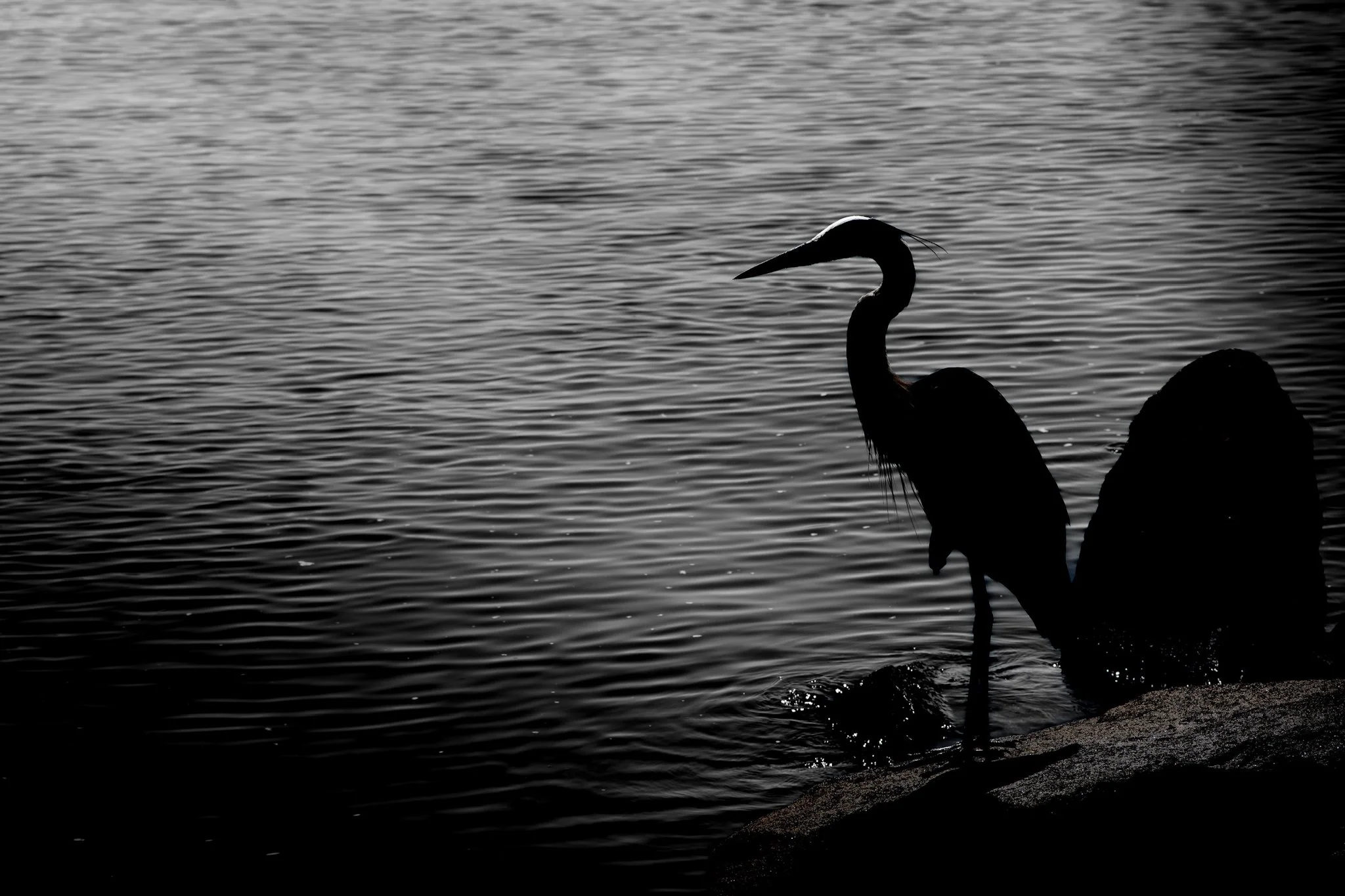 Silhouette of a heron standing on rocks near the water's edge, with calm water and ripples in the background.