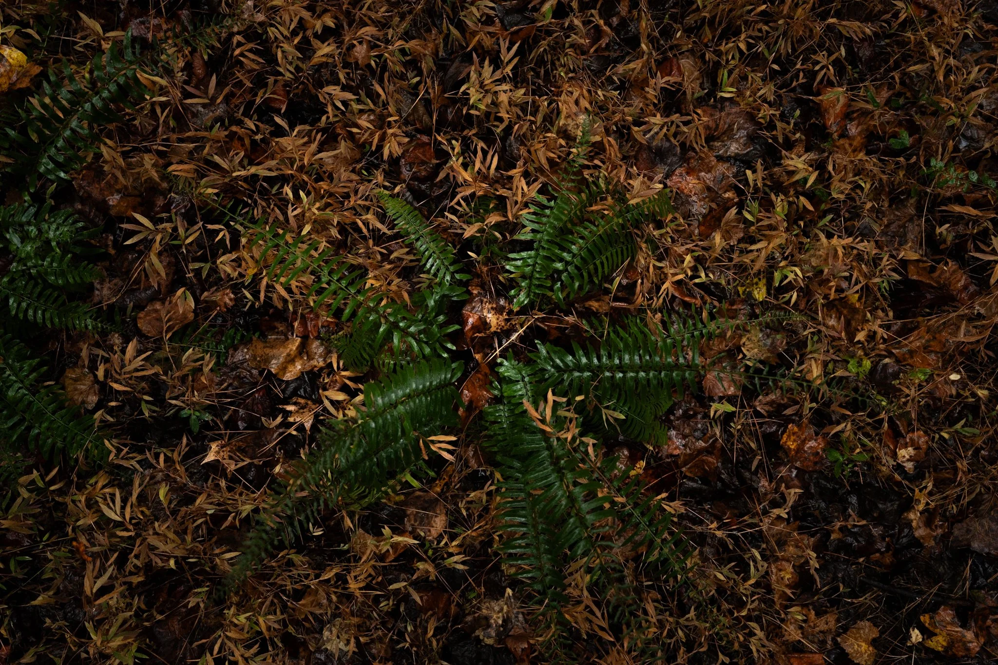 Forest floor covered with brown leaves and green ferns.