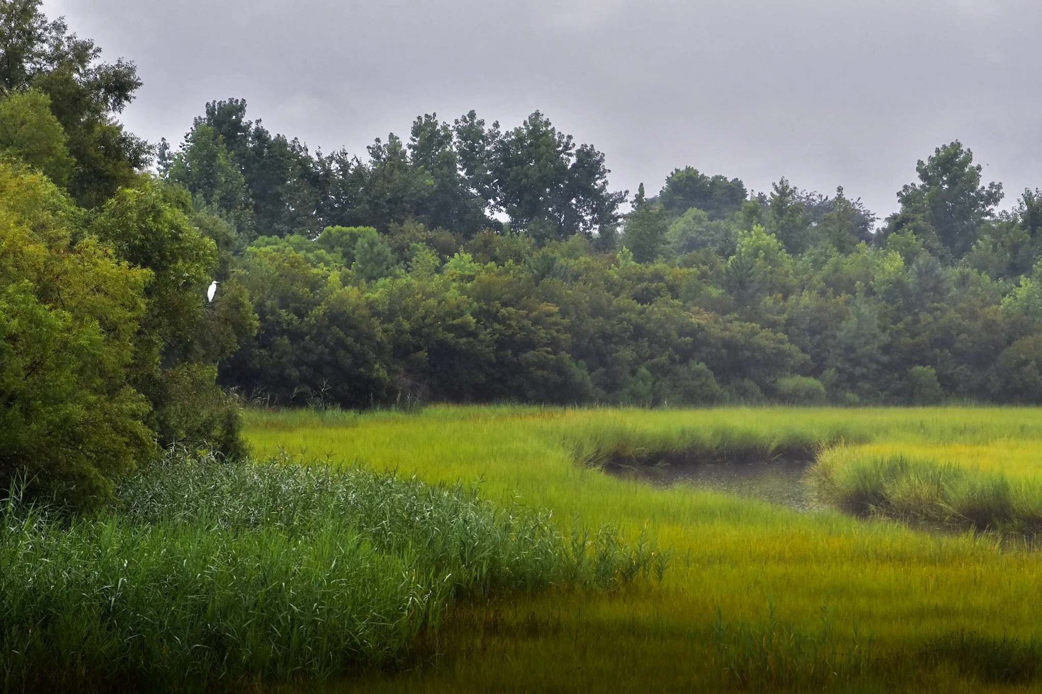 A lush green landscape with a river or pond and dense trees in the background under a cloudy sky.
