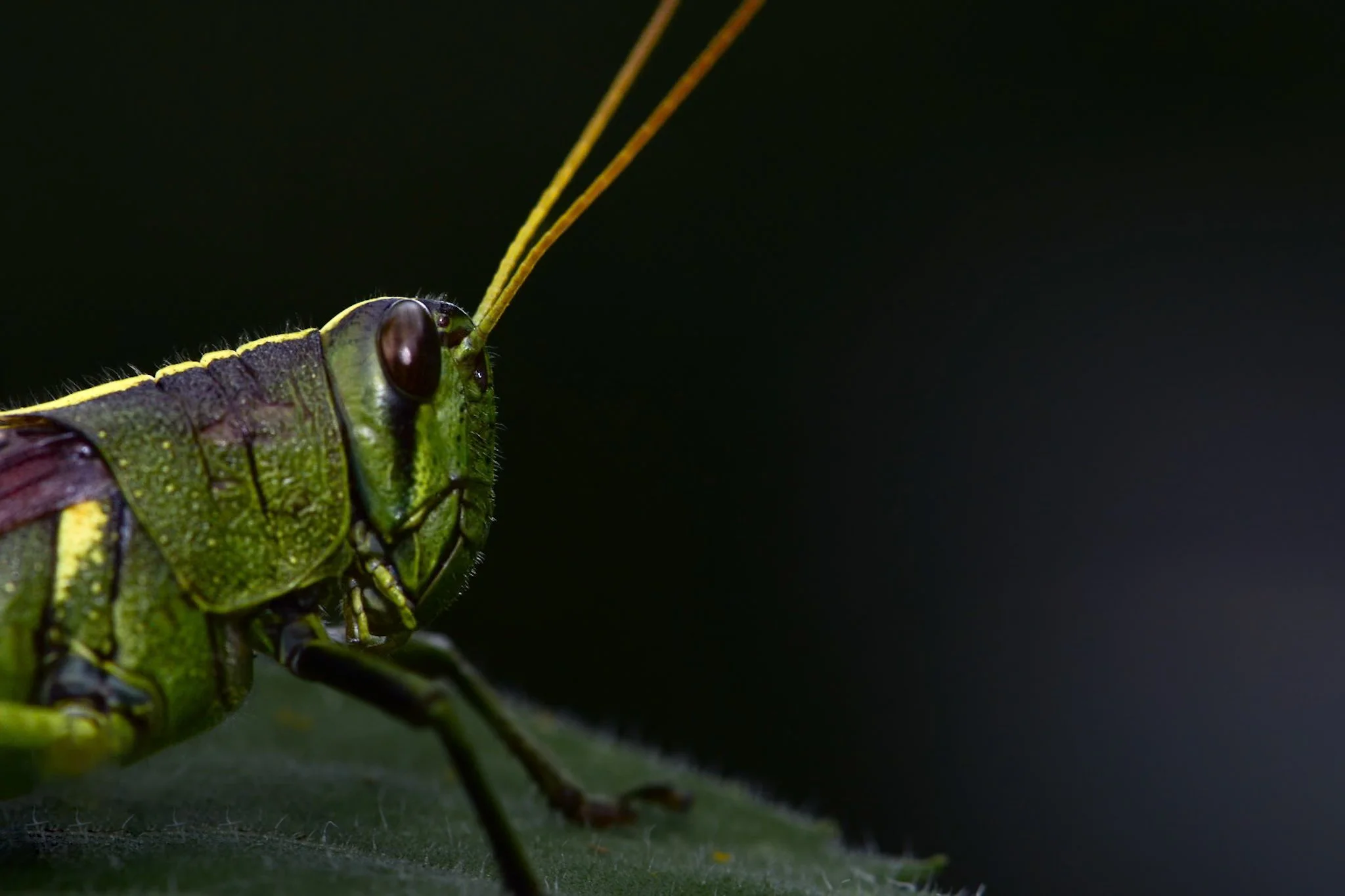 Close-up of a green caterpillar with antennae on a leaf against a dark background.