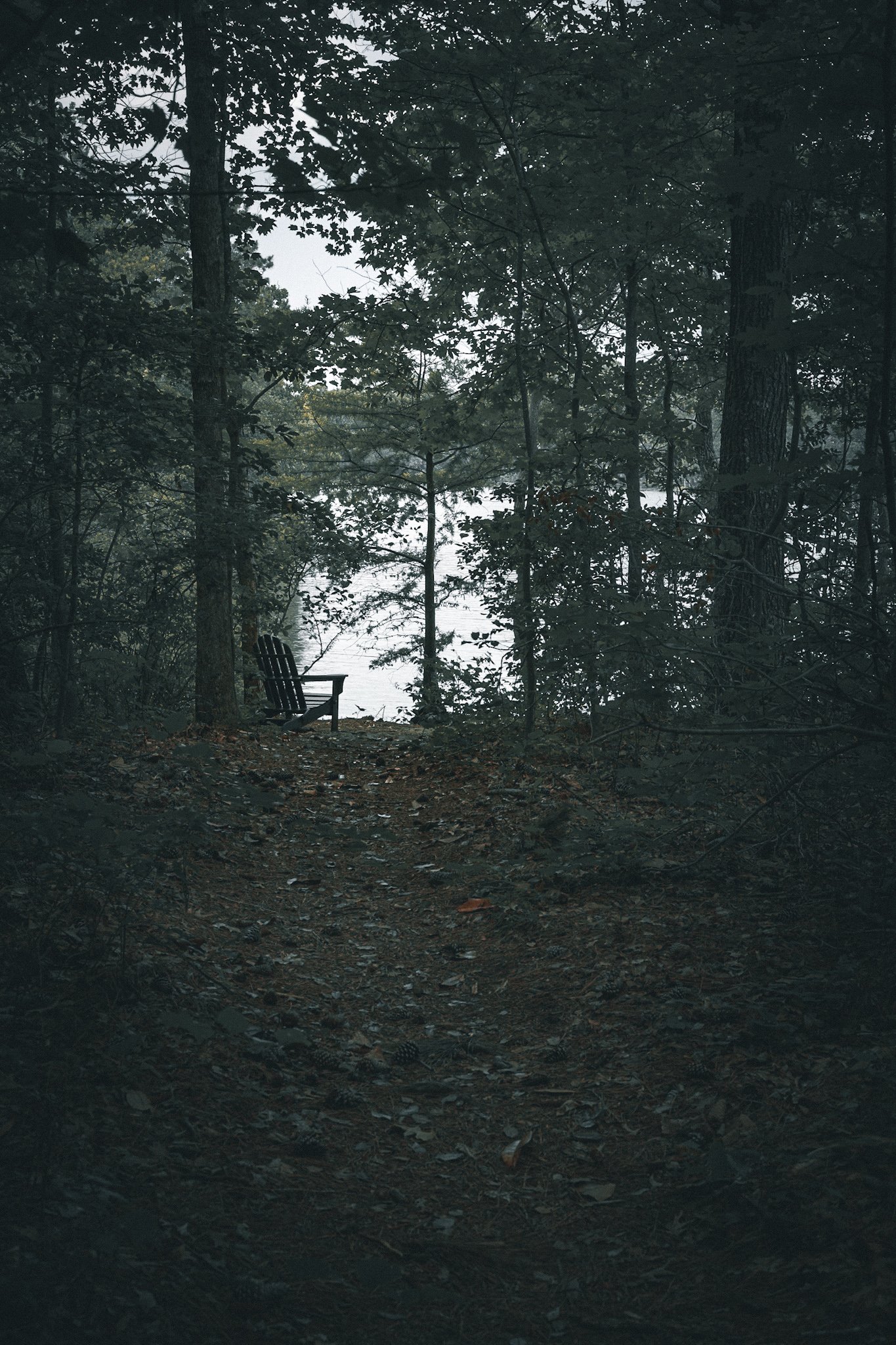 A wooded area with a bench overlooking a lake or river, in the evening or early morning with low light and a cloudy sky.