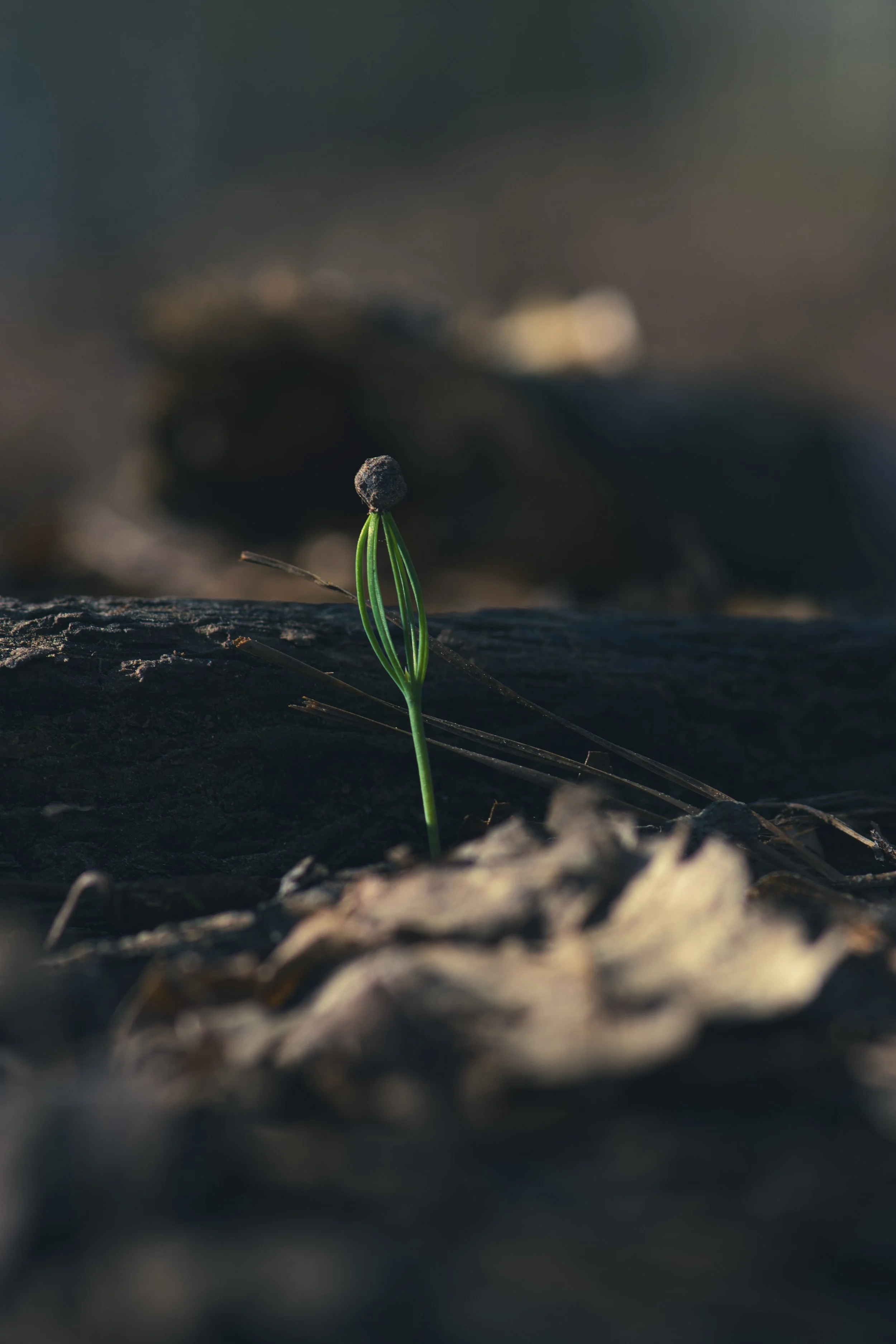Emergence