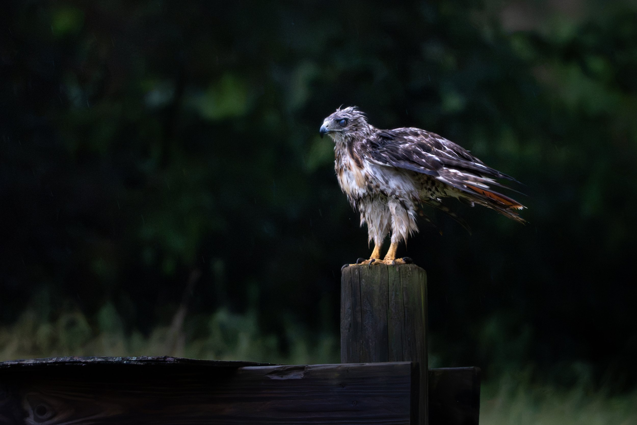 Red Tail Hawk II