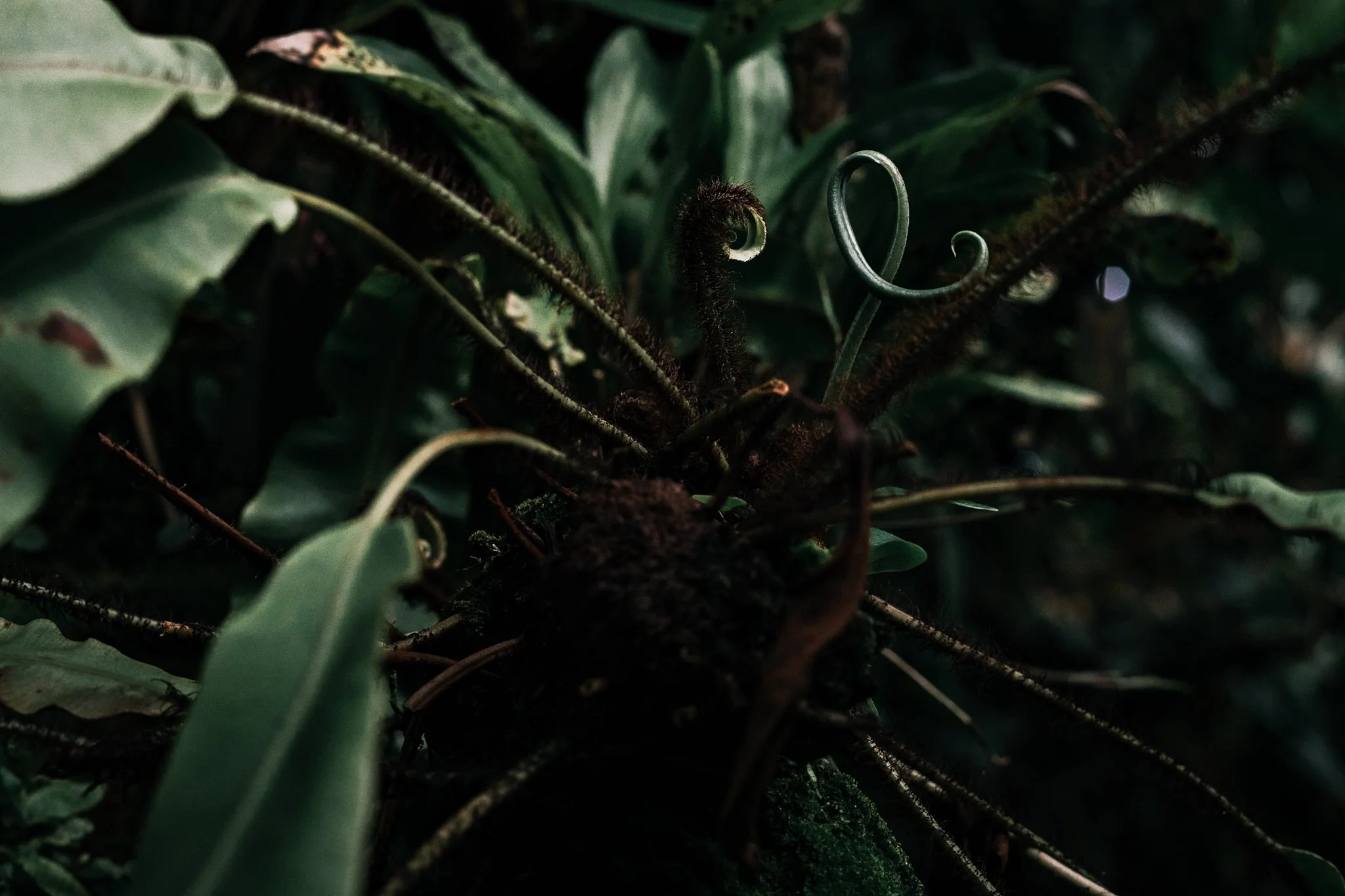 Close-up of a young fern frond unfurling amidst dense green foliage in a dark forest setting.