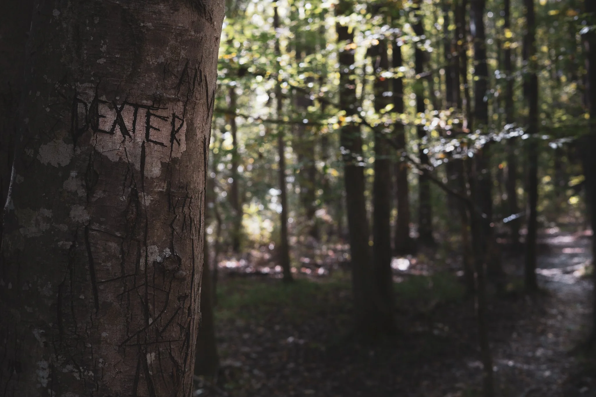 Close-up of a tree trunk with carvings on the bark in a forest with sunlight filtering through the trees.
