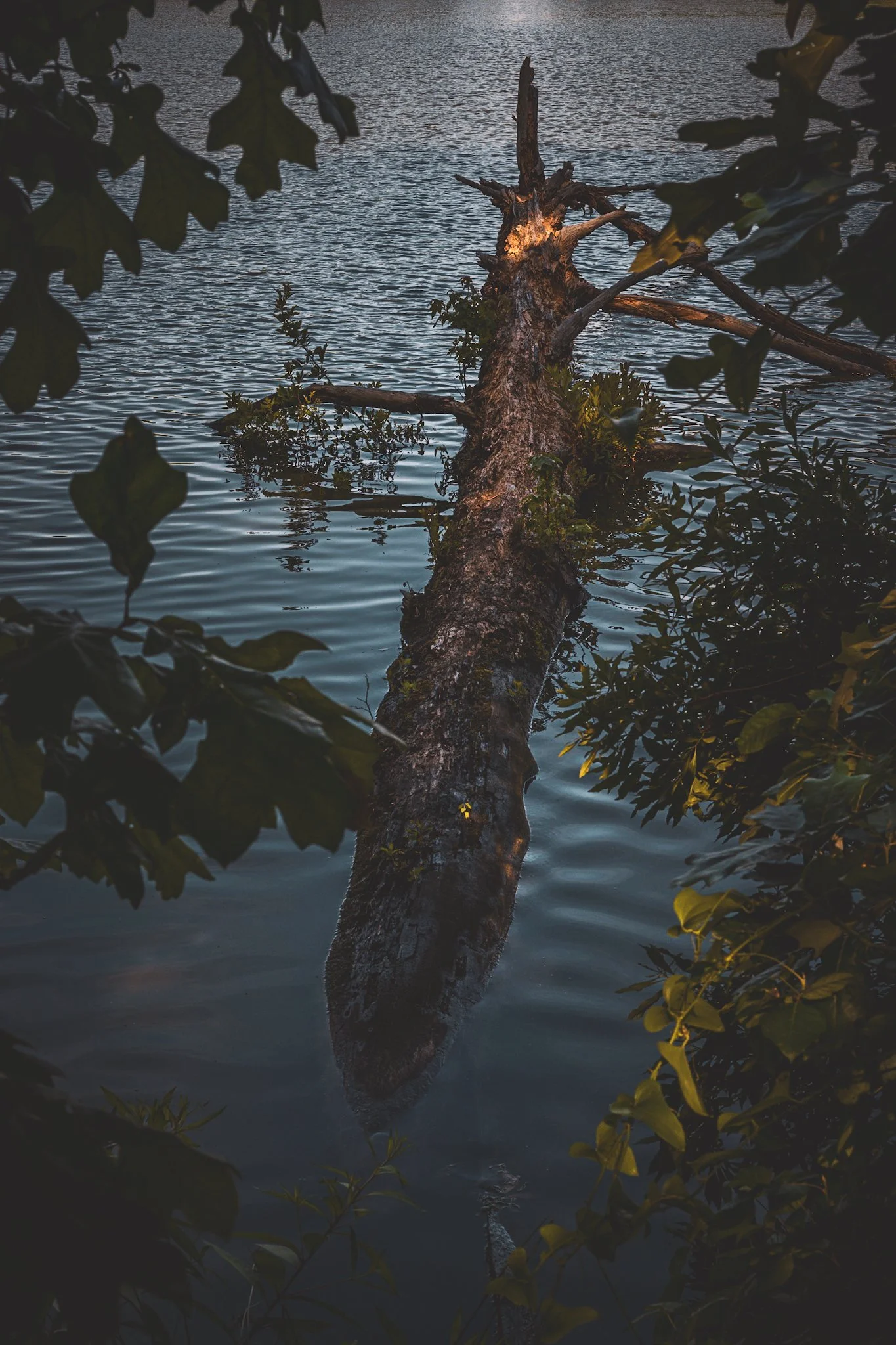 A fallen tree partially submerged in a body of water, surrounded by leafy branches, during twilight or early evening.