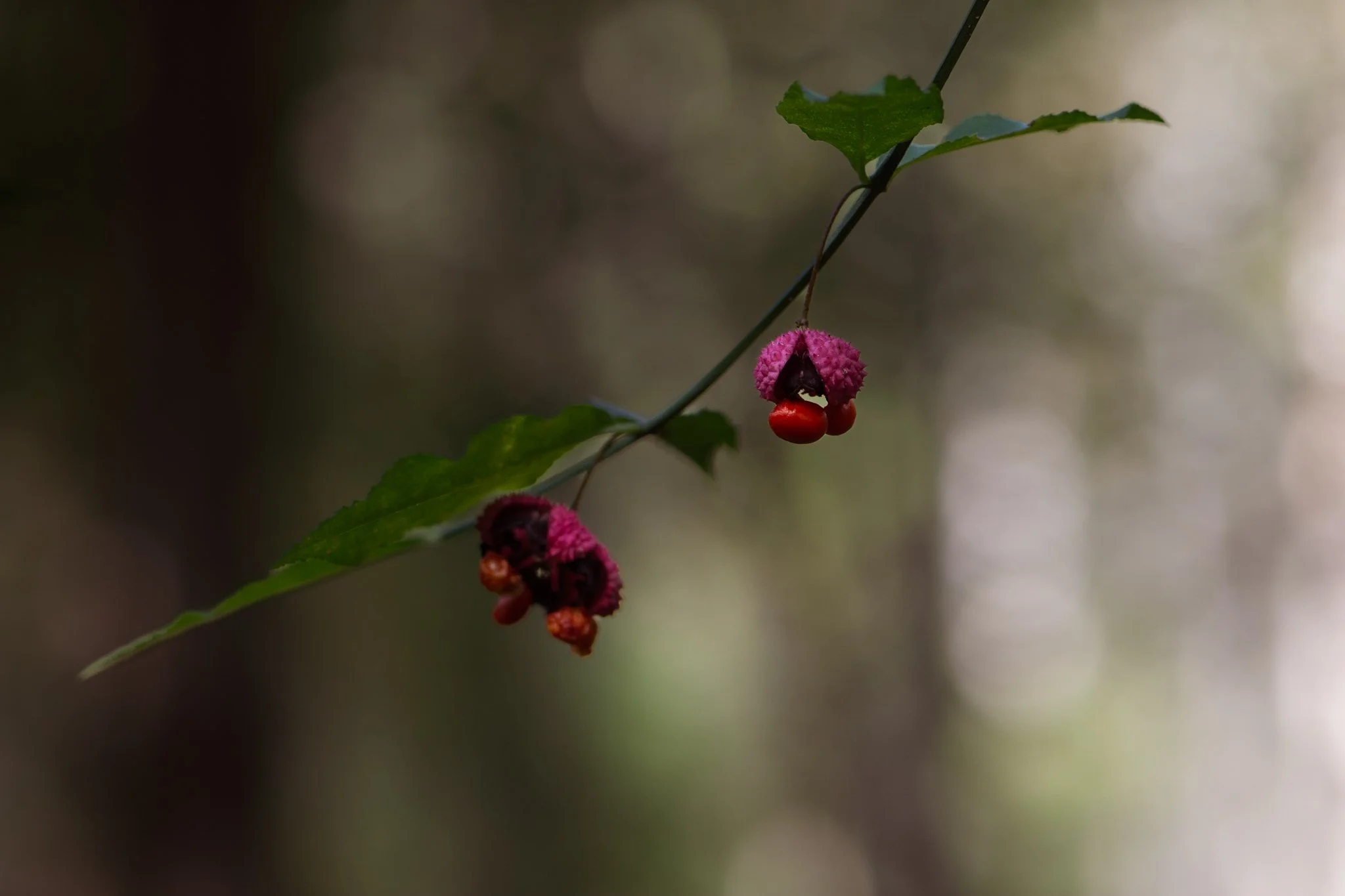 Close-up of a branch with colorful, fuzzy berries and green leaves in a natural setting.