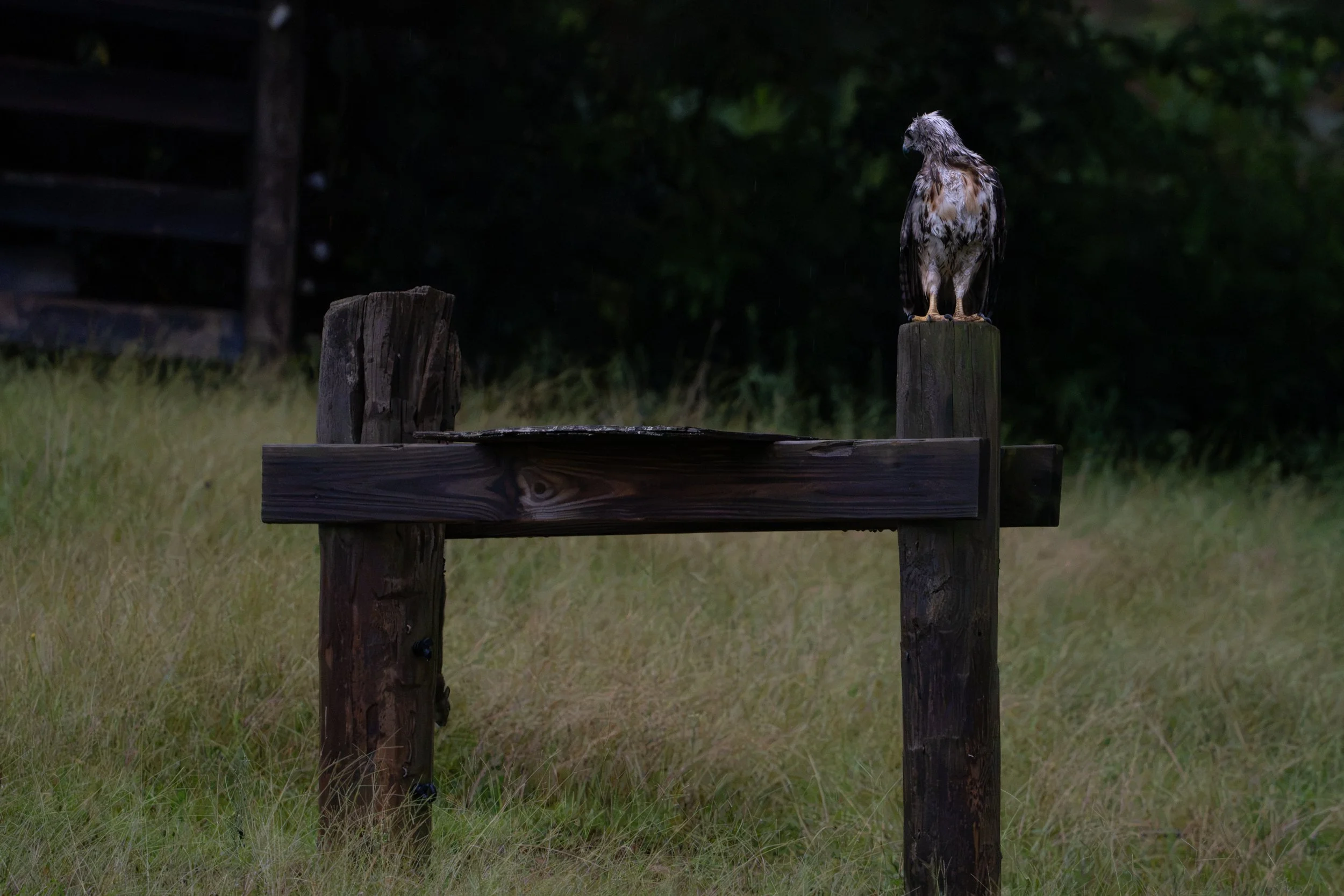 A bird of prey, possibly a hawk or an eagle, perched on a wooden post in a dark, wooded area at night.