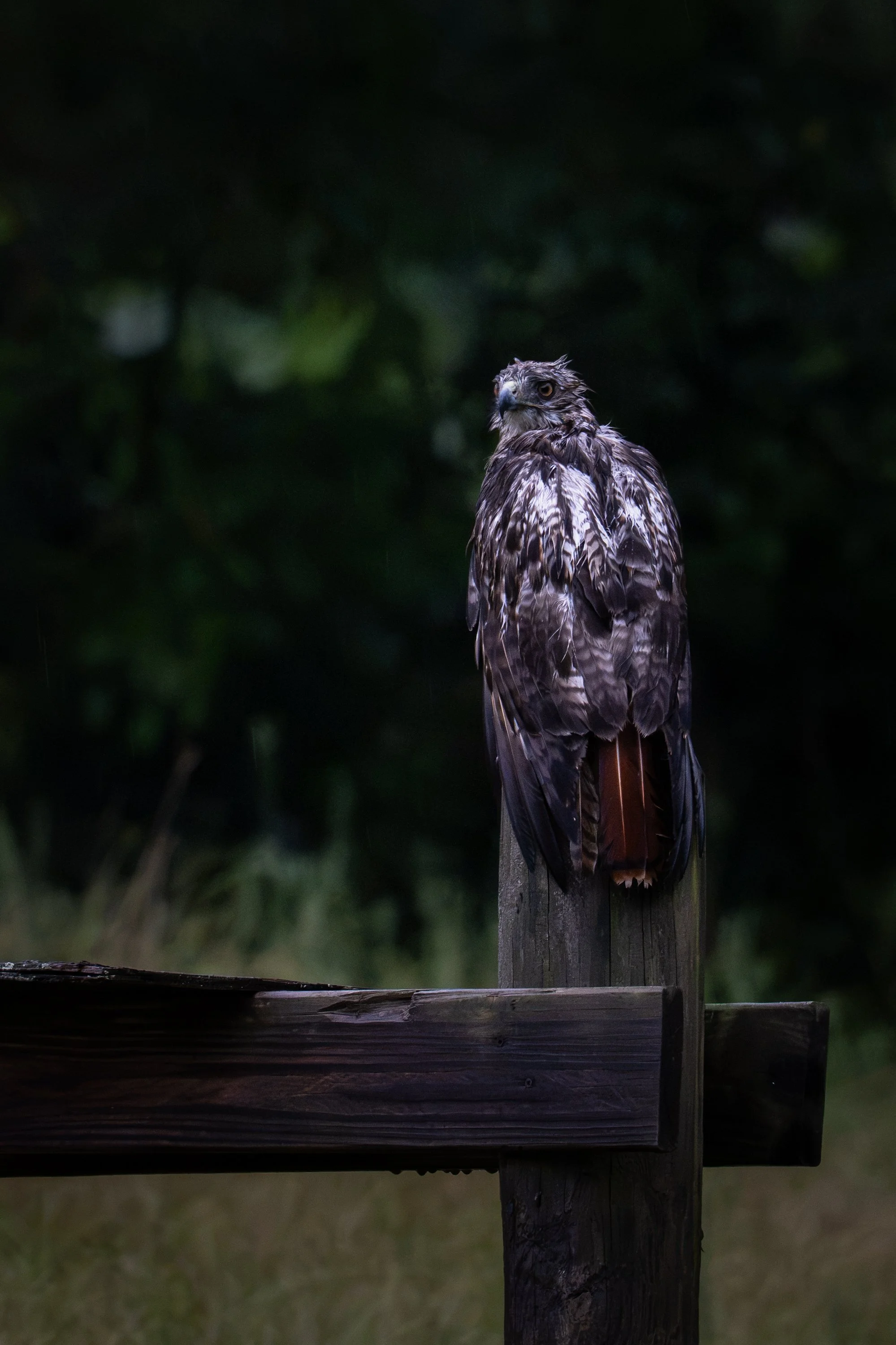 A hawk perched on a wooden post against a dark, blurred background of foliage.