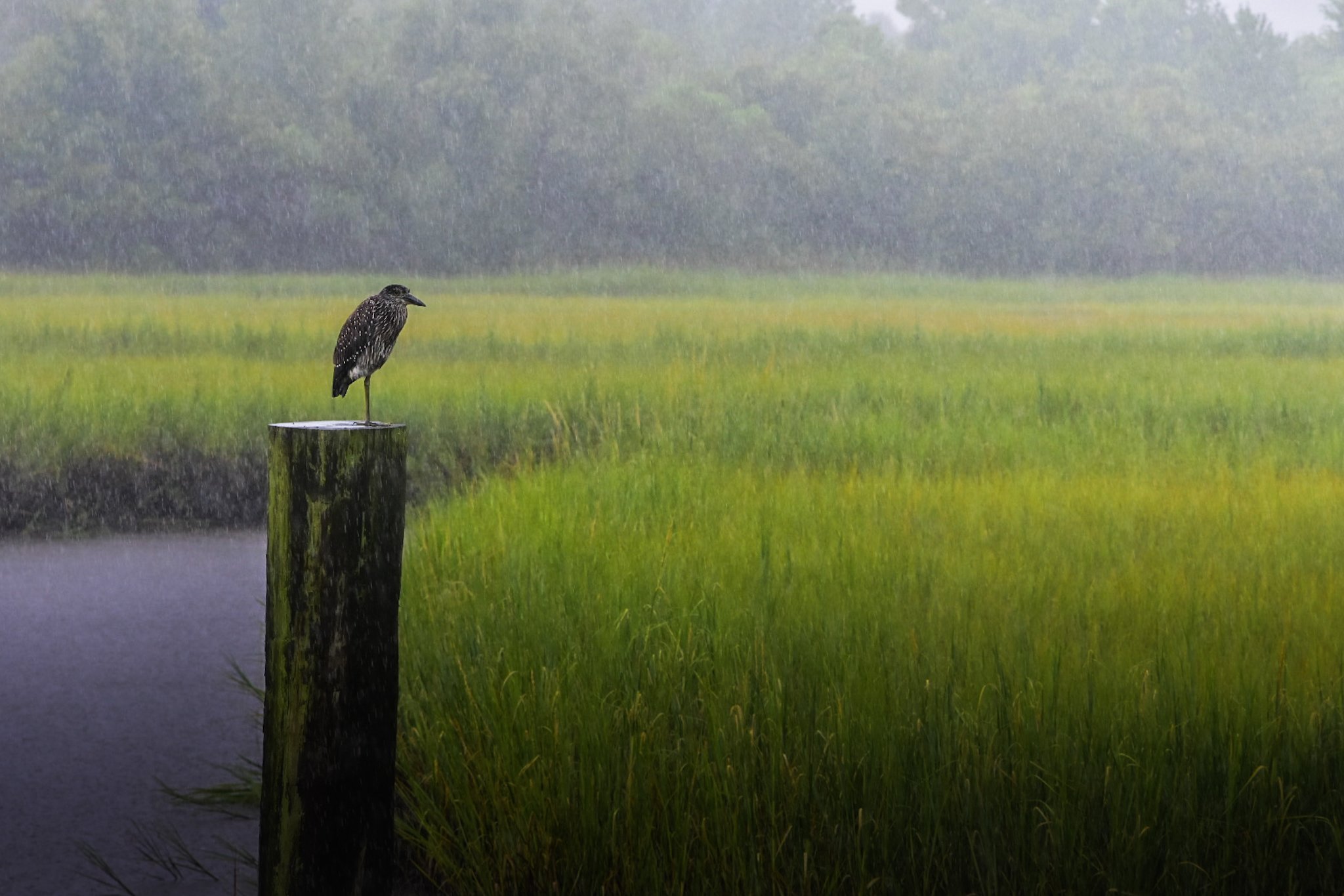 A bird with speckled black and white feathers perched on a weathered wooden post in a grassy field during a rainstorm.