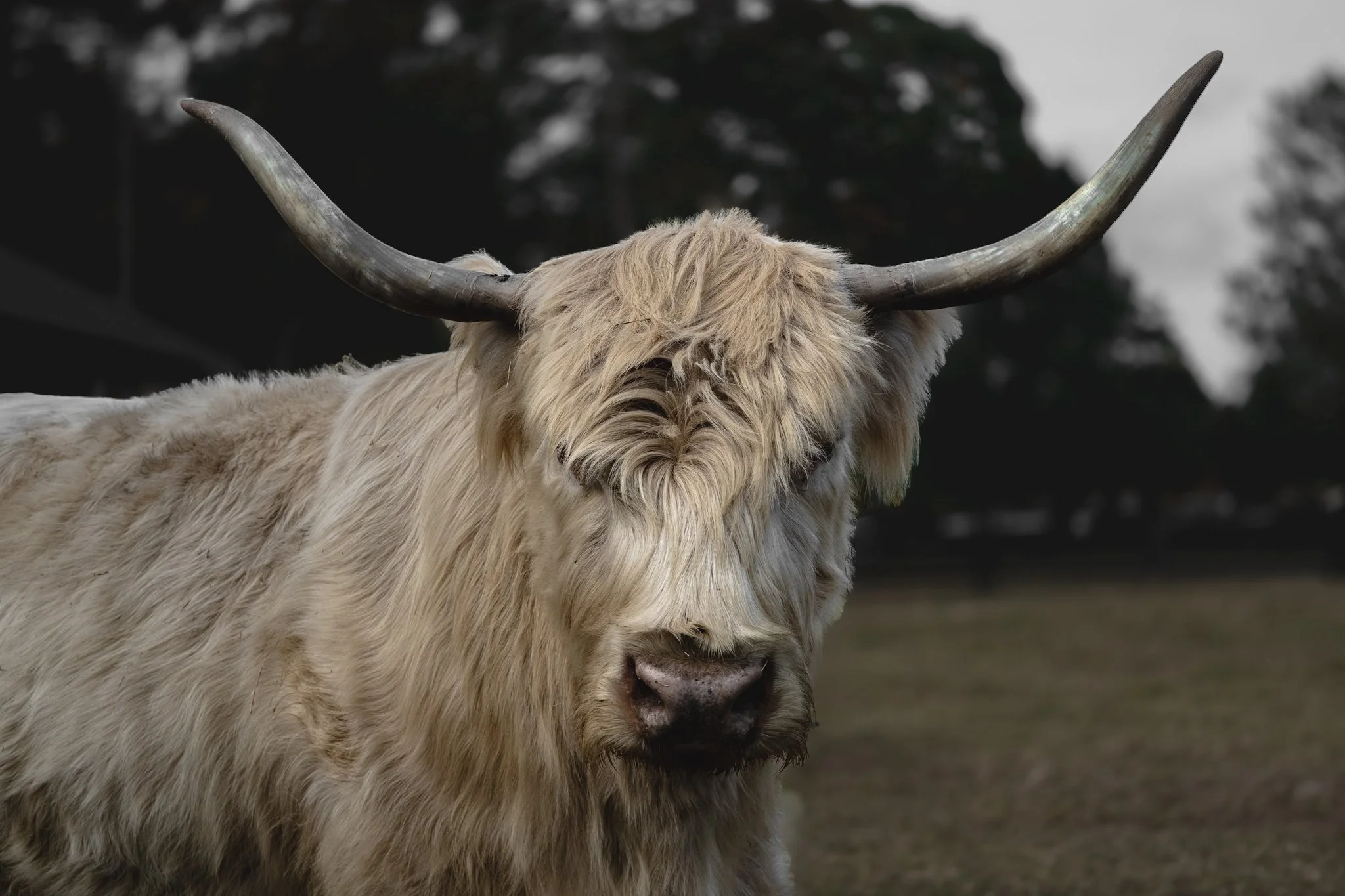 A close-up of a Highland cow with long, curved horns and shaggy, light-colored fur, standing outdoors with blurred trees in the background.