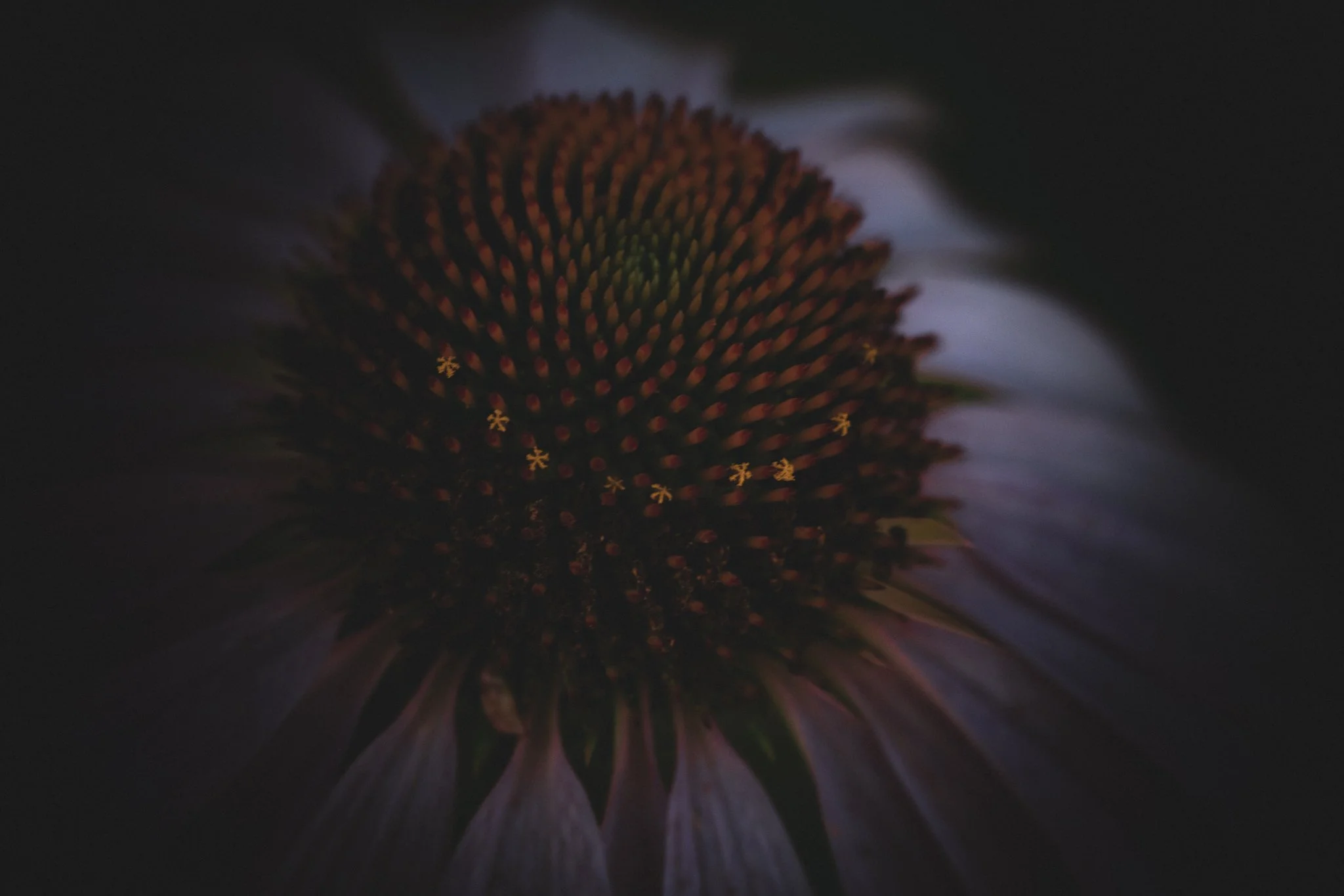Close-up of a purple coneflower with dark purple petals and a large, spiky orange central cone.