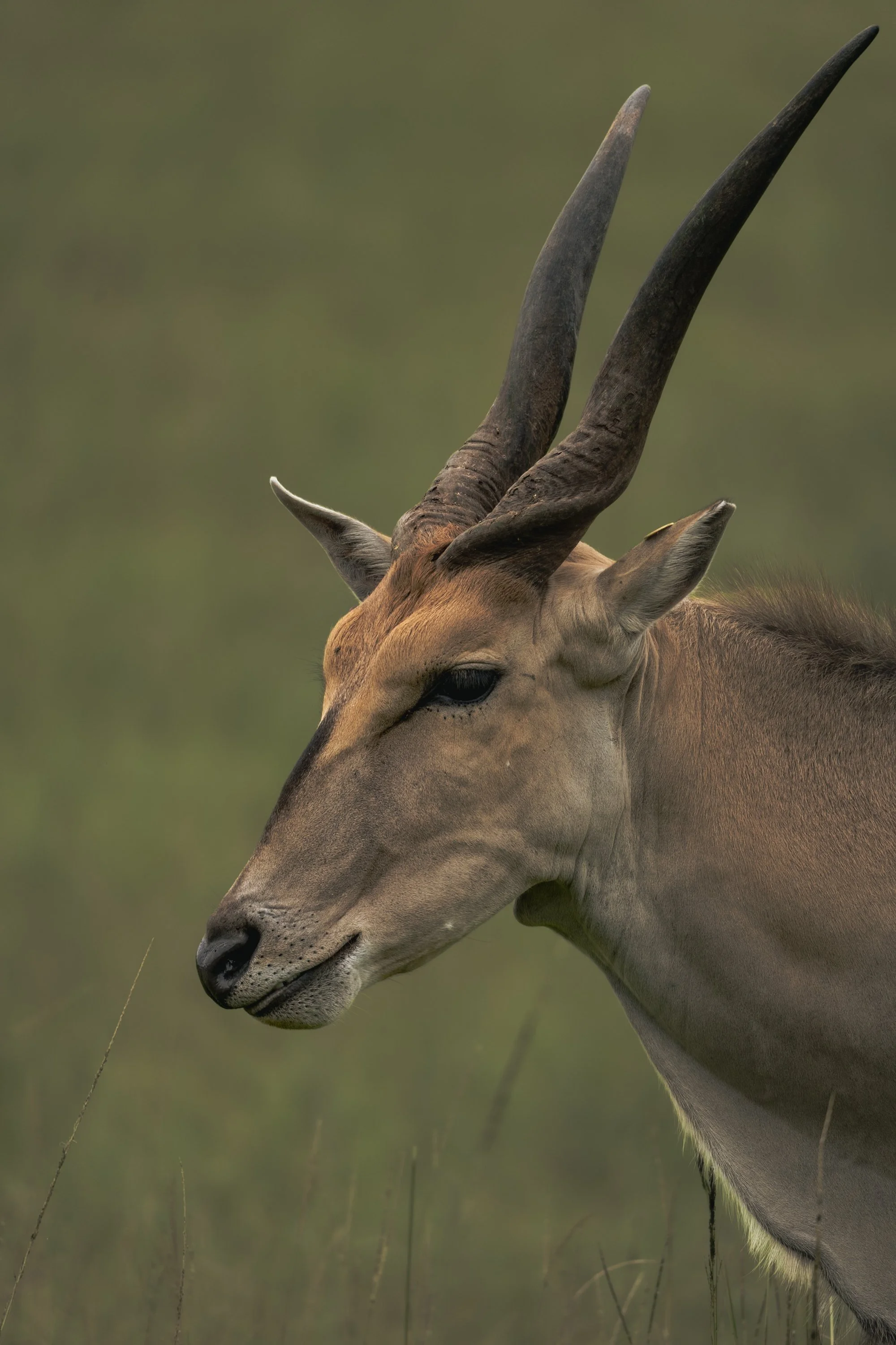 The Common Eland II