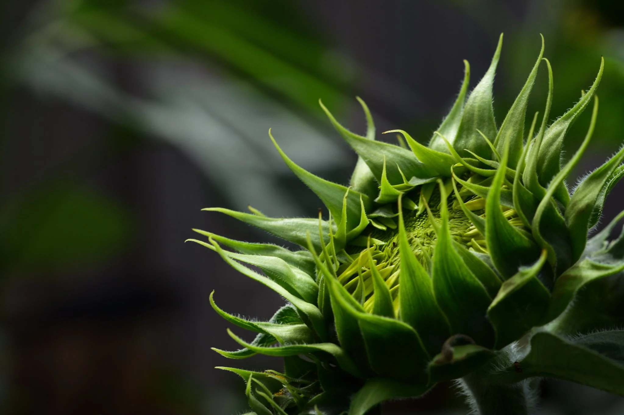 Close-up of a green sunflower bud with many pointed leaves.