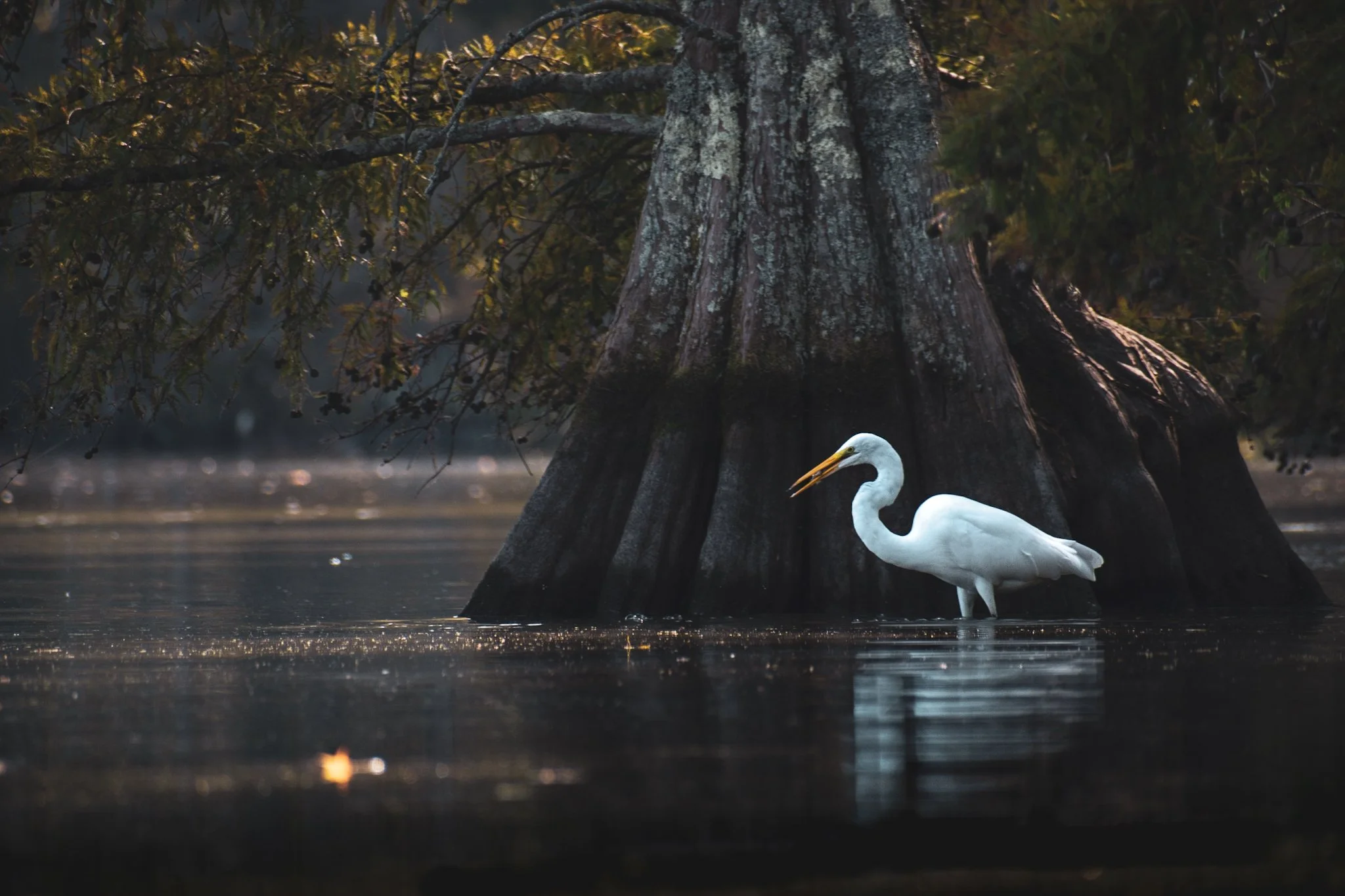 A white heron standing in a body of water next to a large, old tree trunk with moss and lichen. The heron has a curved neck, yellow beak, and long legs, and is surrounded by dark foliage and reflections on the water.