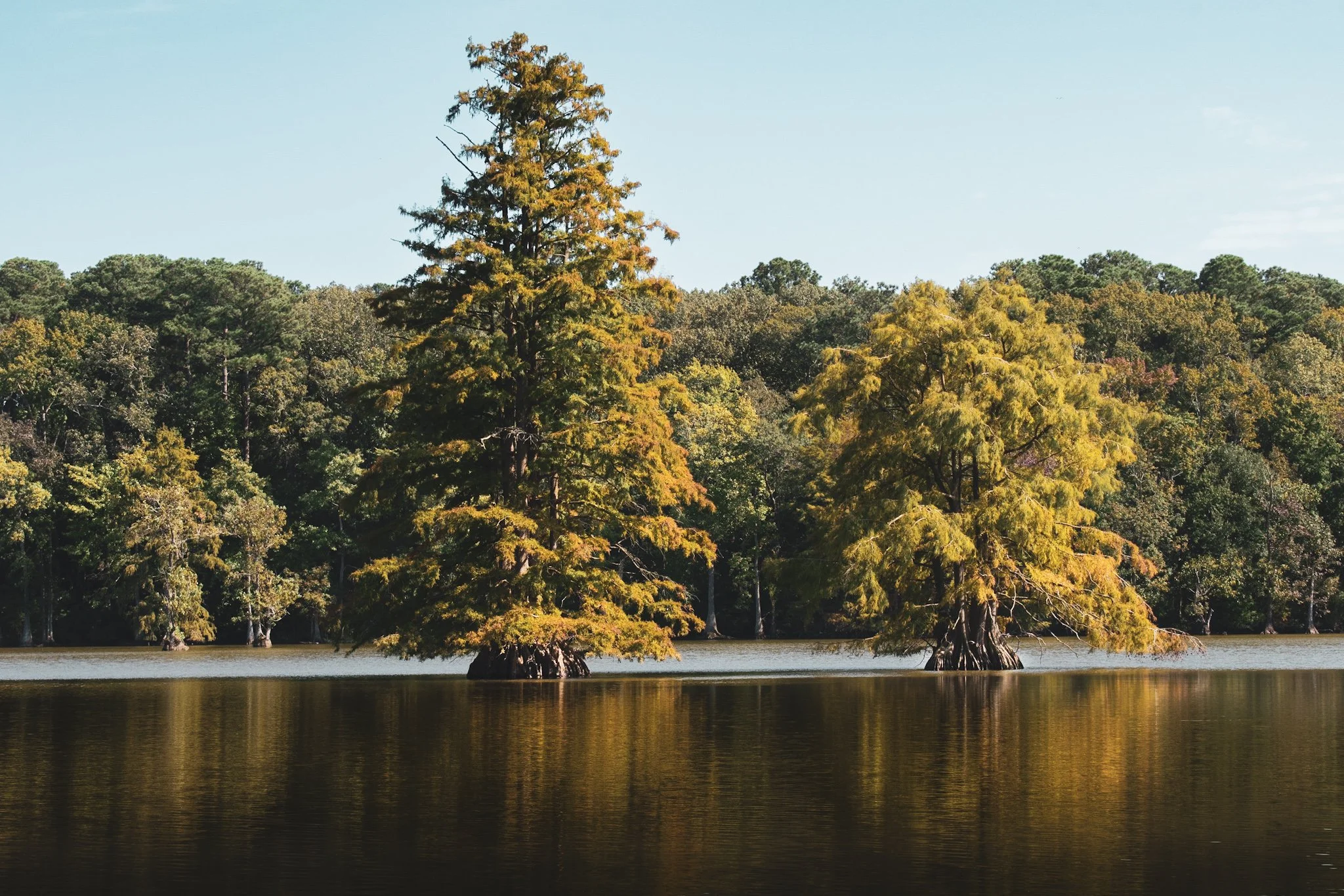 A scenic view of trees, some with yellowing leaves, growing in a lake with their reflections in the water, under a clear sky.