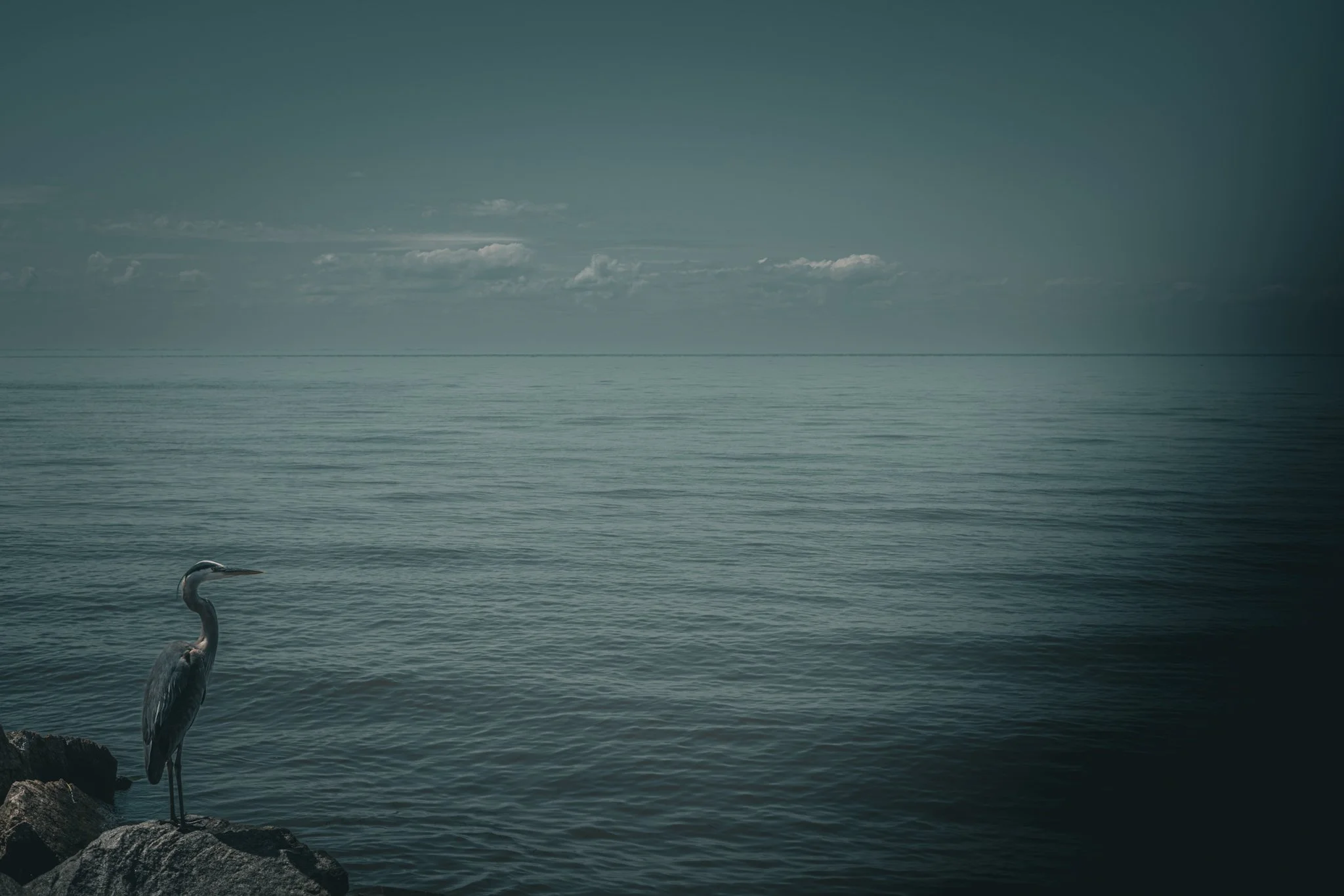 A calm body of water with a heron standing on rocks near the shore in the foreground, and the expansive water and cloudy sky in the background.