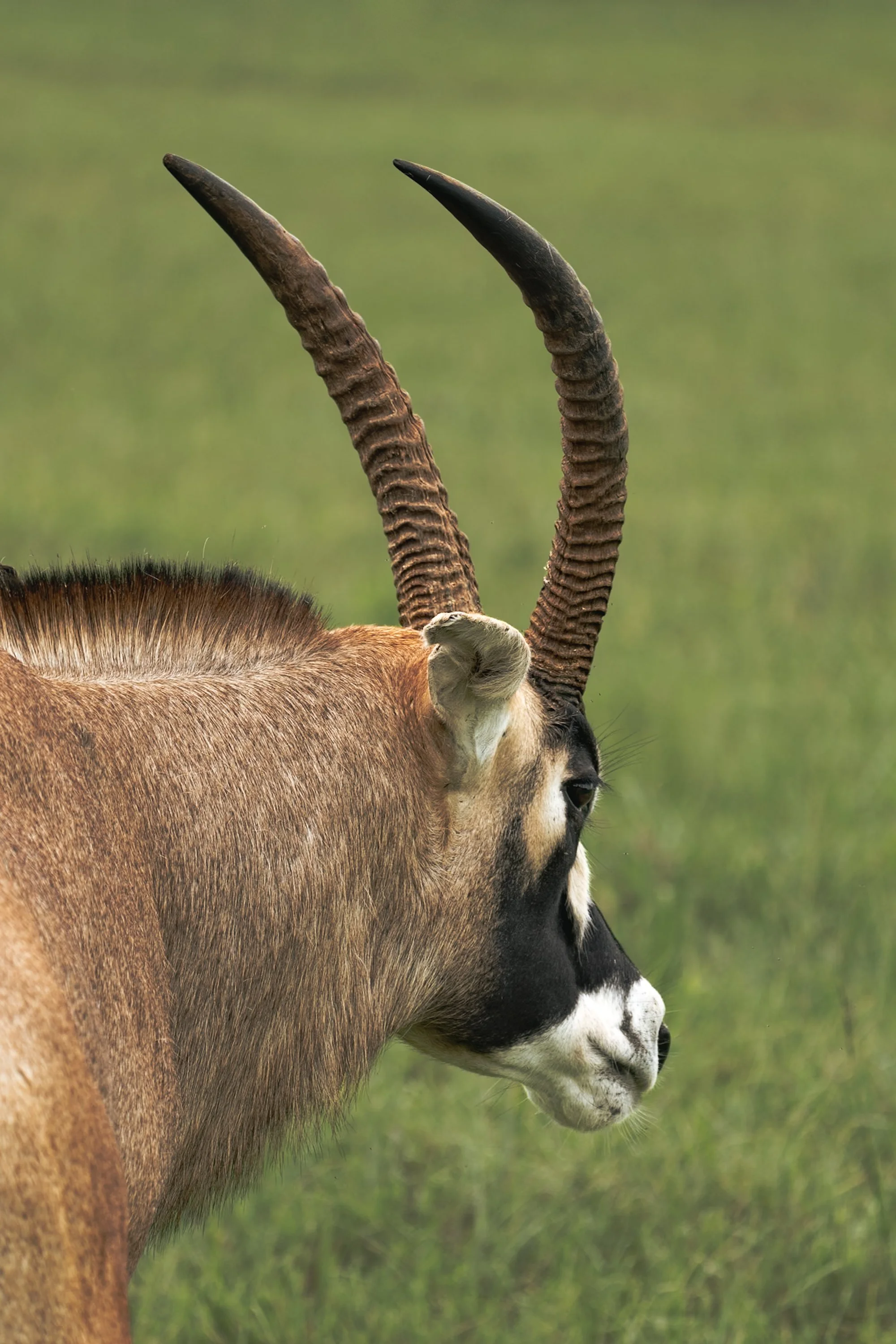 The Roan Antelope V