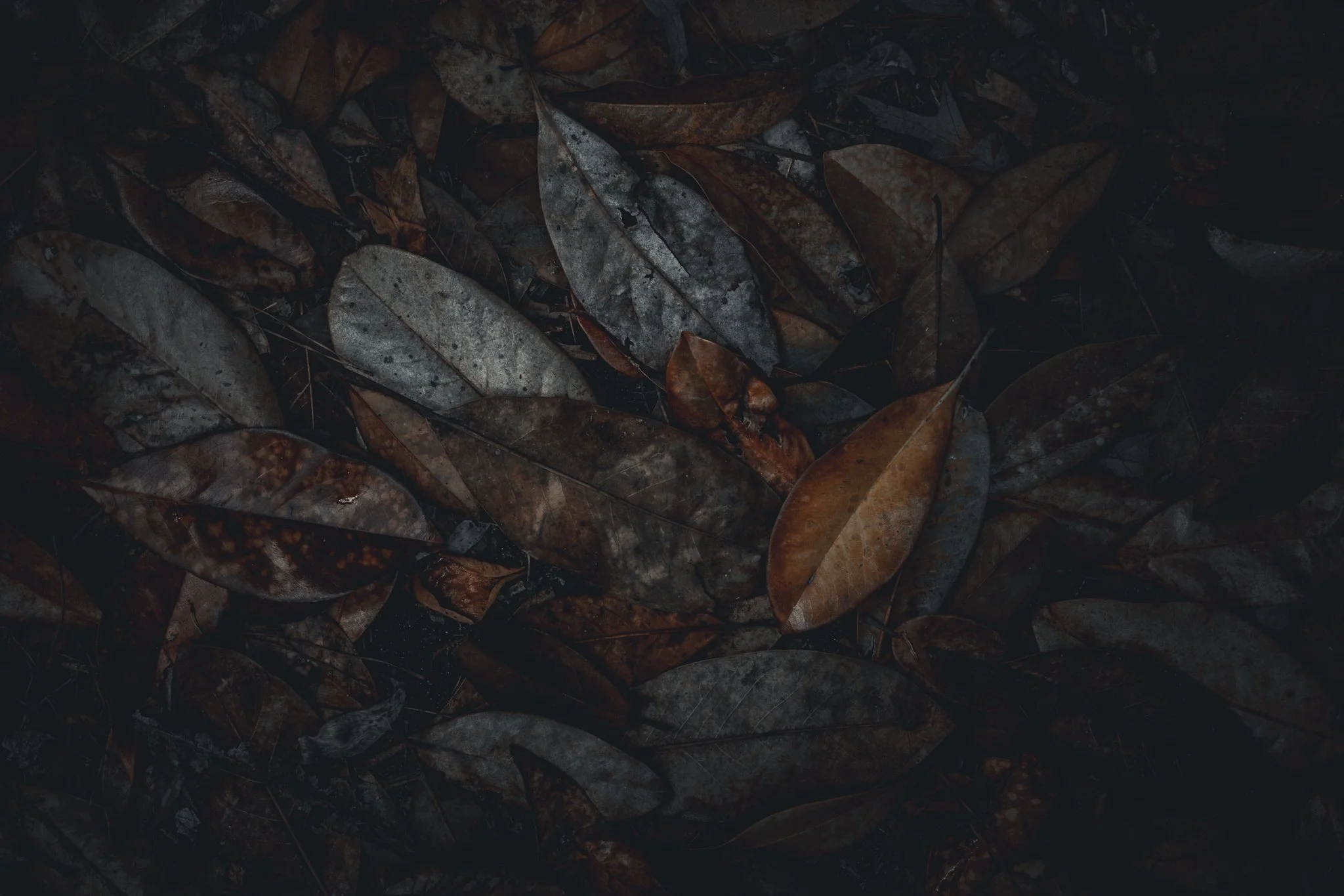 Forest Floor