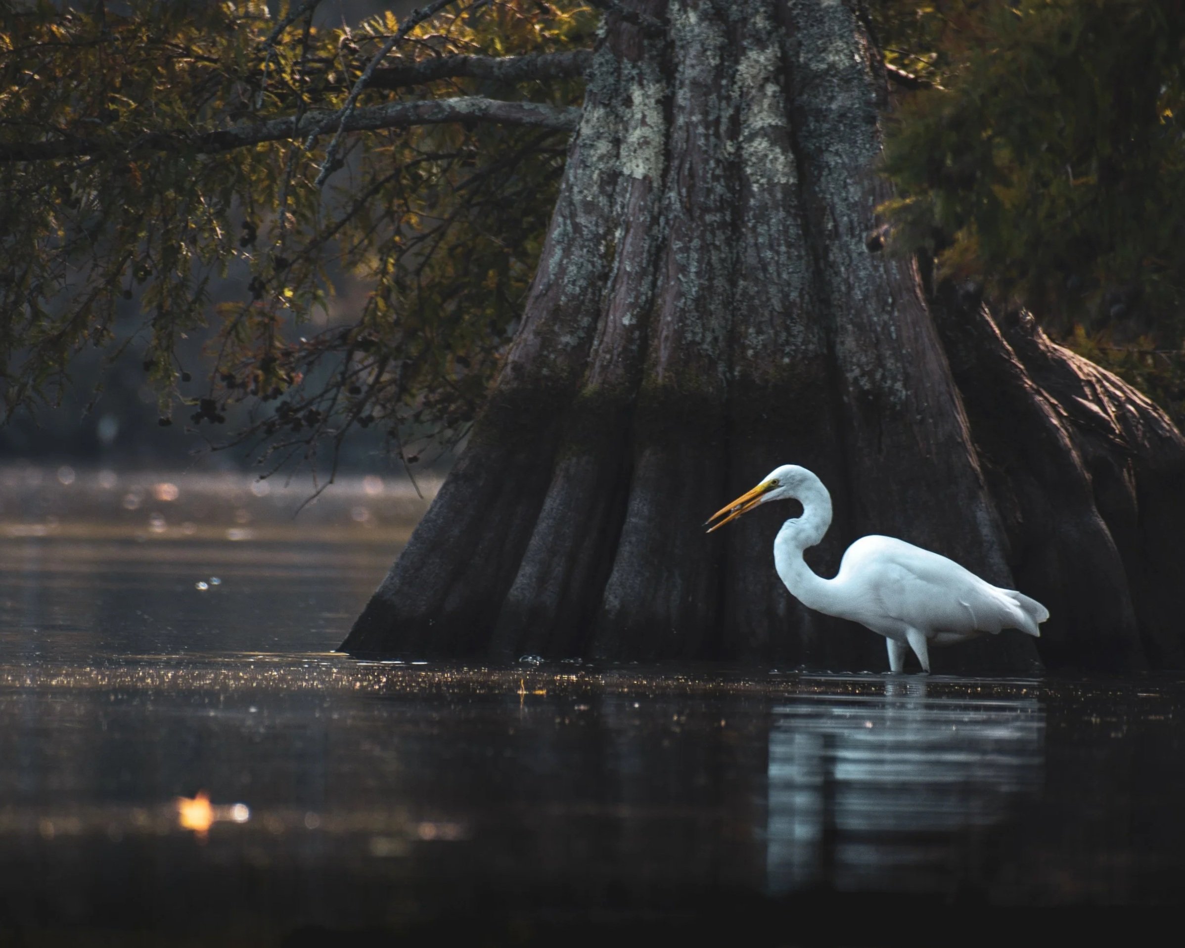 Elegant WildLife
