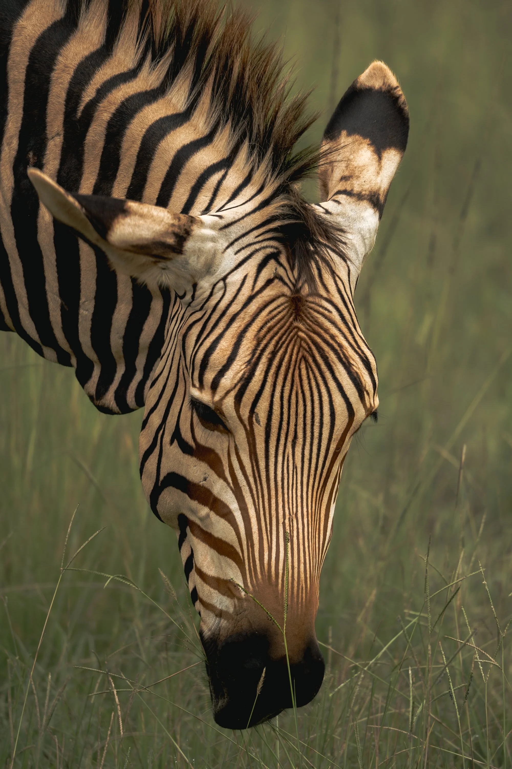 Close-up of a zebra grazing in tall grass, showing its black and white striped face, ear, and part of its neck with a green blurred background.