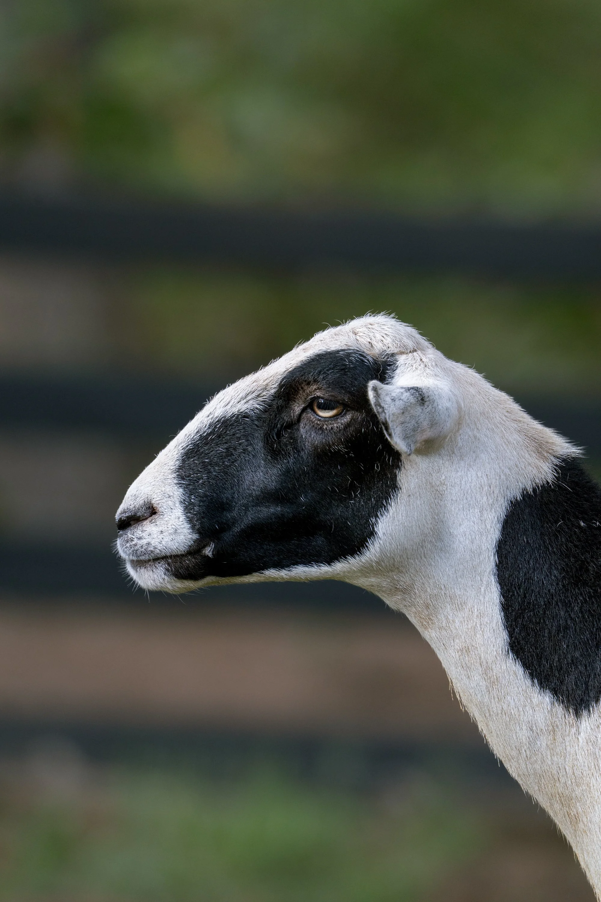 The Sheep II