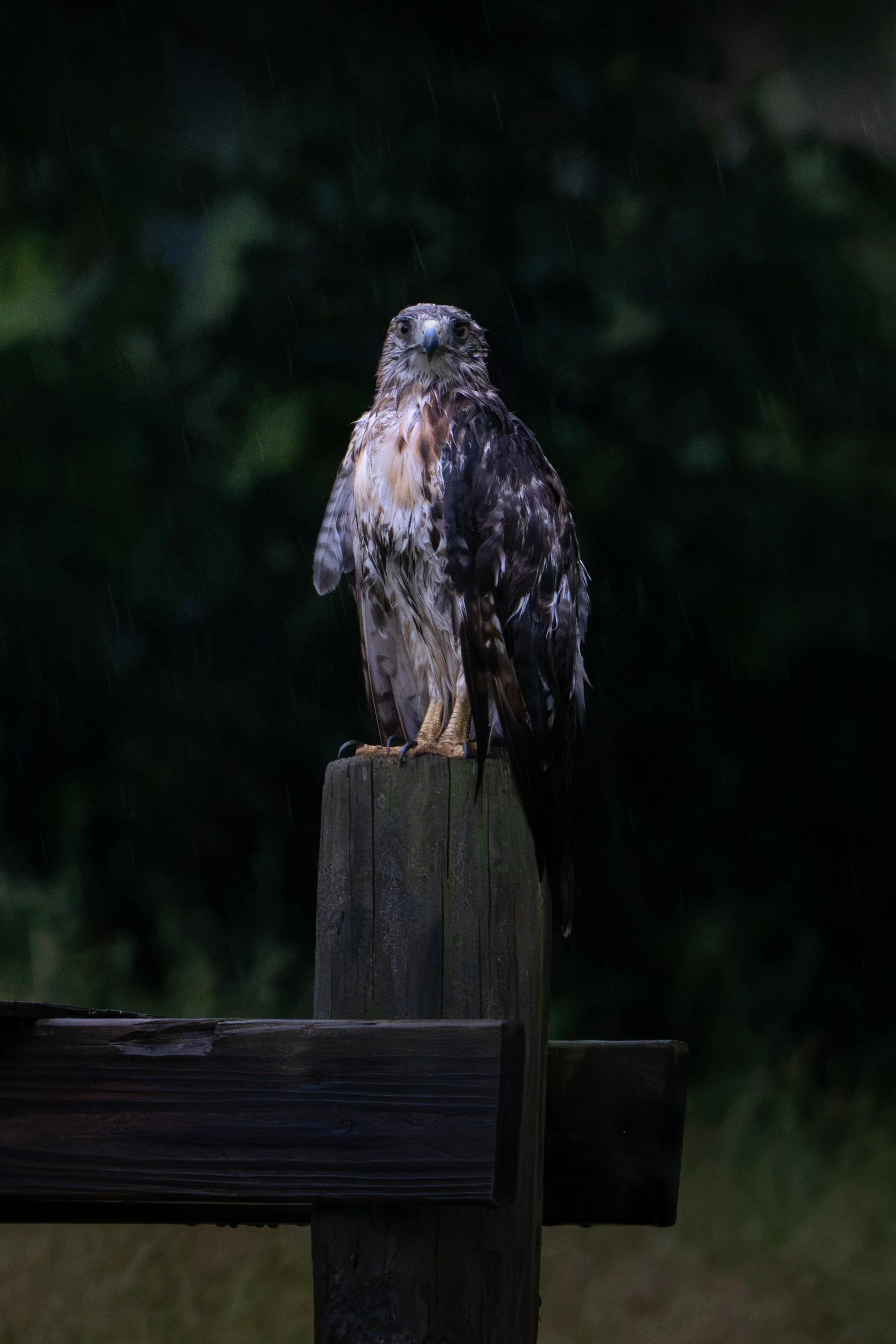 A bird of prey, possibly a hawk or an eagle, perched on a wooden post during rainfall at night, with a dark, blurred background.