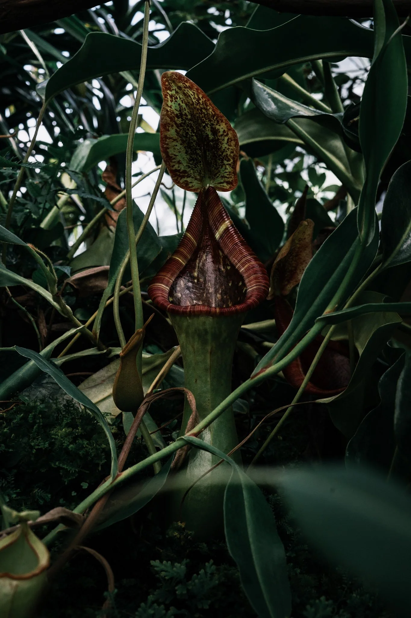 A pitcher plant with a reddish-brown and green speckled leaf, surrounded by lush green foliage.