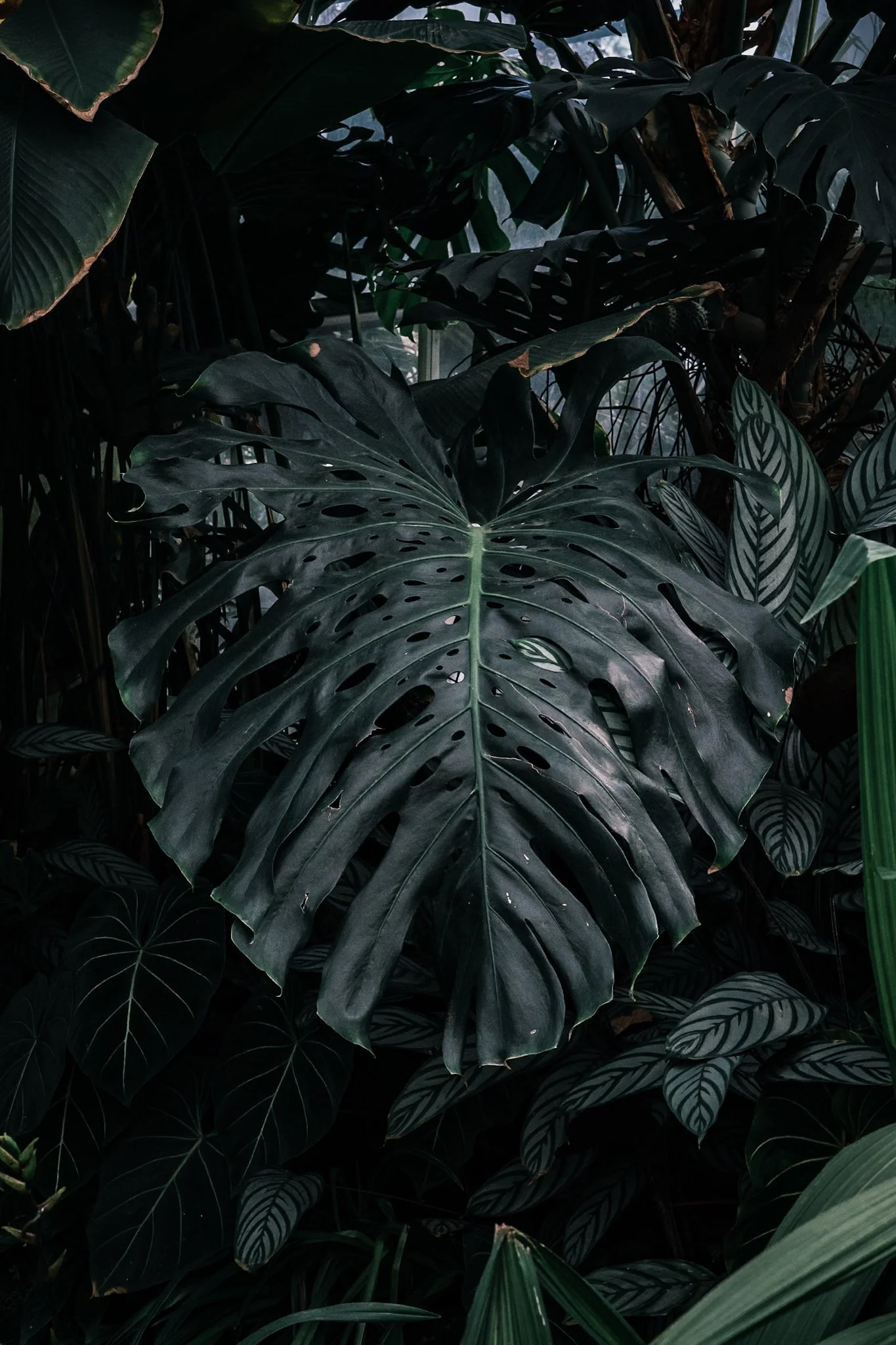 A dense collection of tropical and exotic plants with large, dark green leaves, some showing intricate patterns and holes, creating a lush, jungle-like environment.
