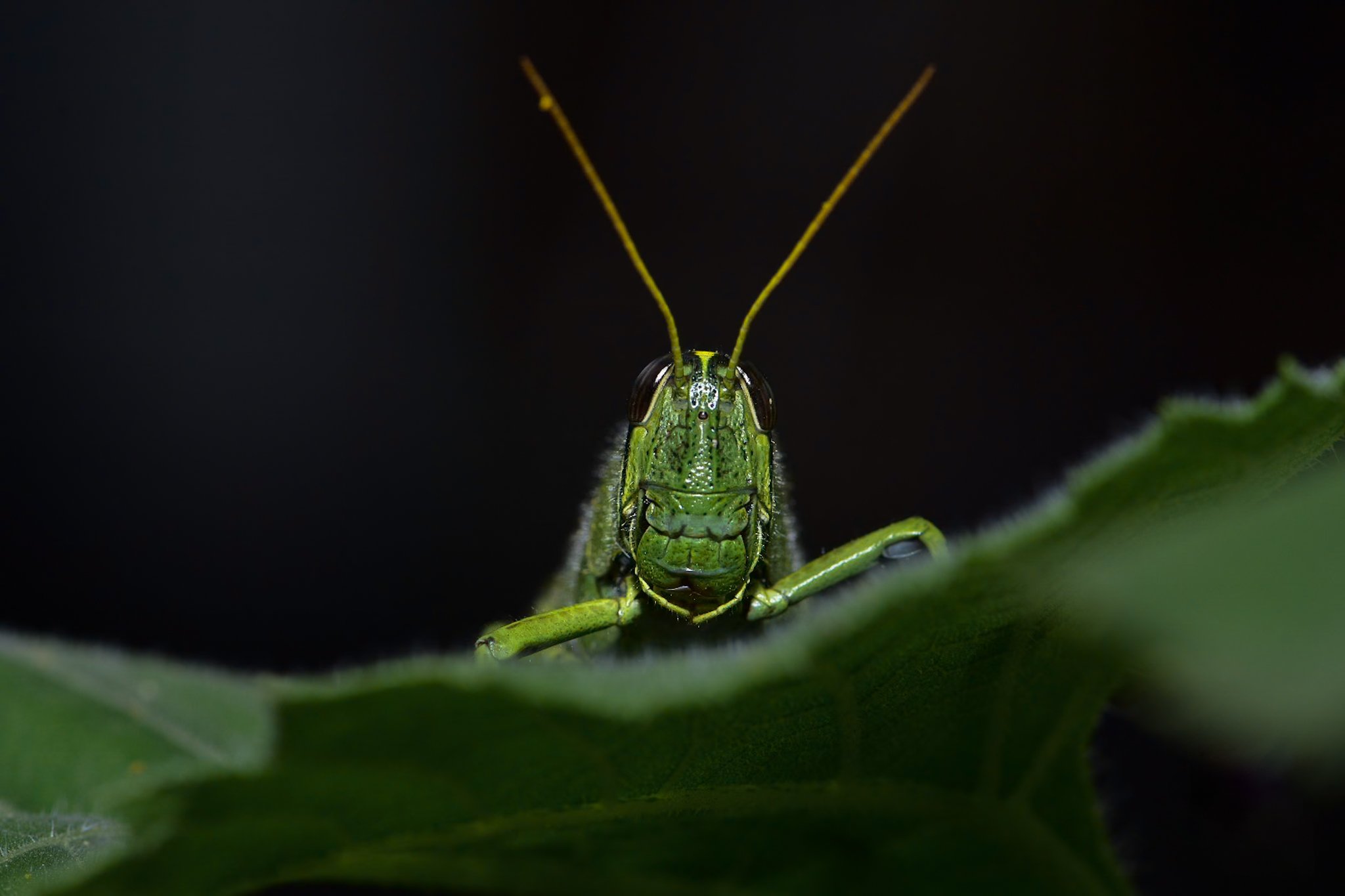 Grass Hopper 3