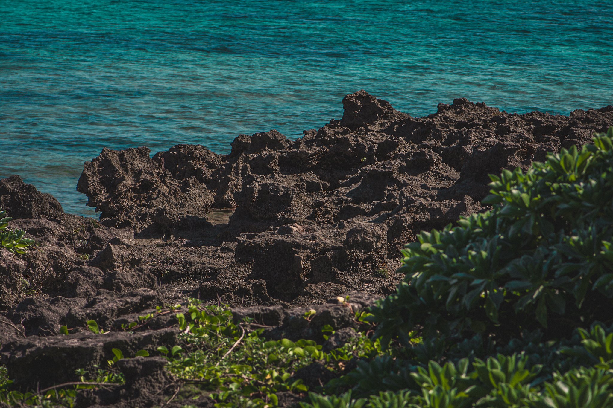Dark volcanic rocks along a shoreline with green plants in the foreground, and blue ocean waves in the background.