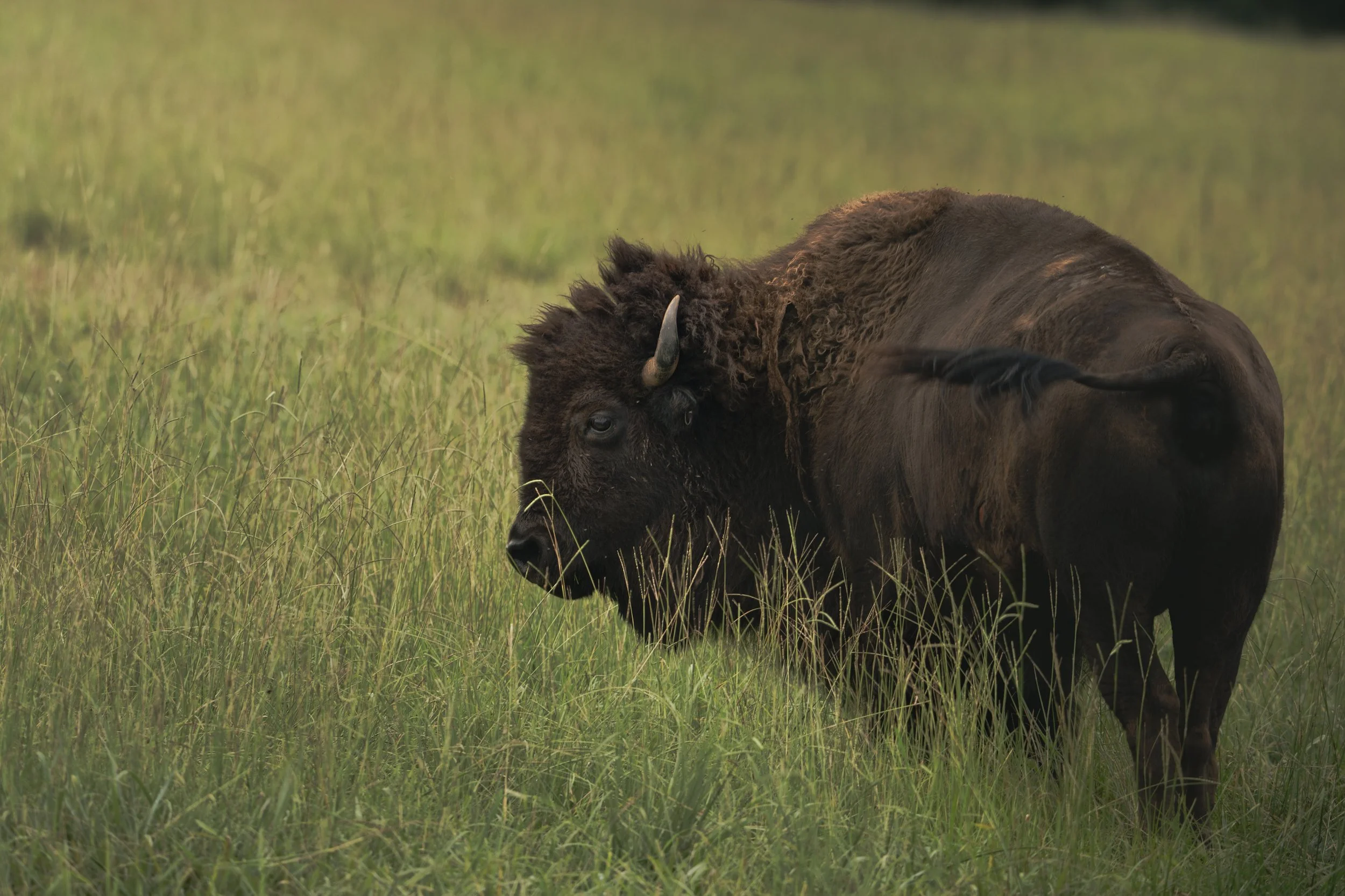 The American Bison II