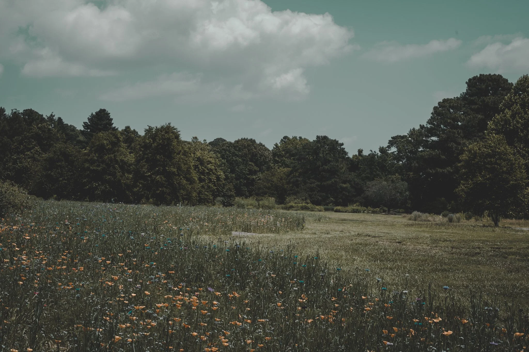 A scenic landscape of a grassy field filled with colorful wildflowers, bordered by dense green trees, with a partly cloudy sky overhead.