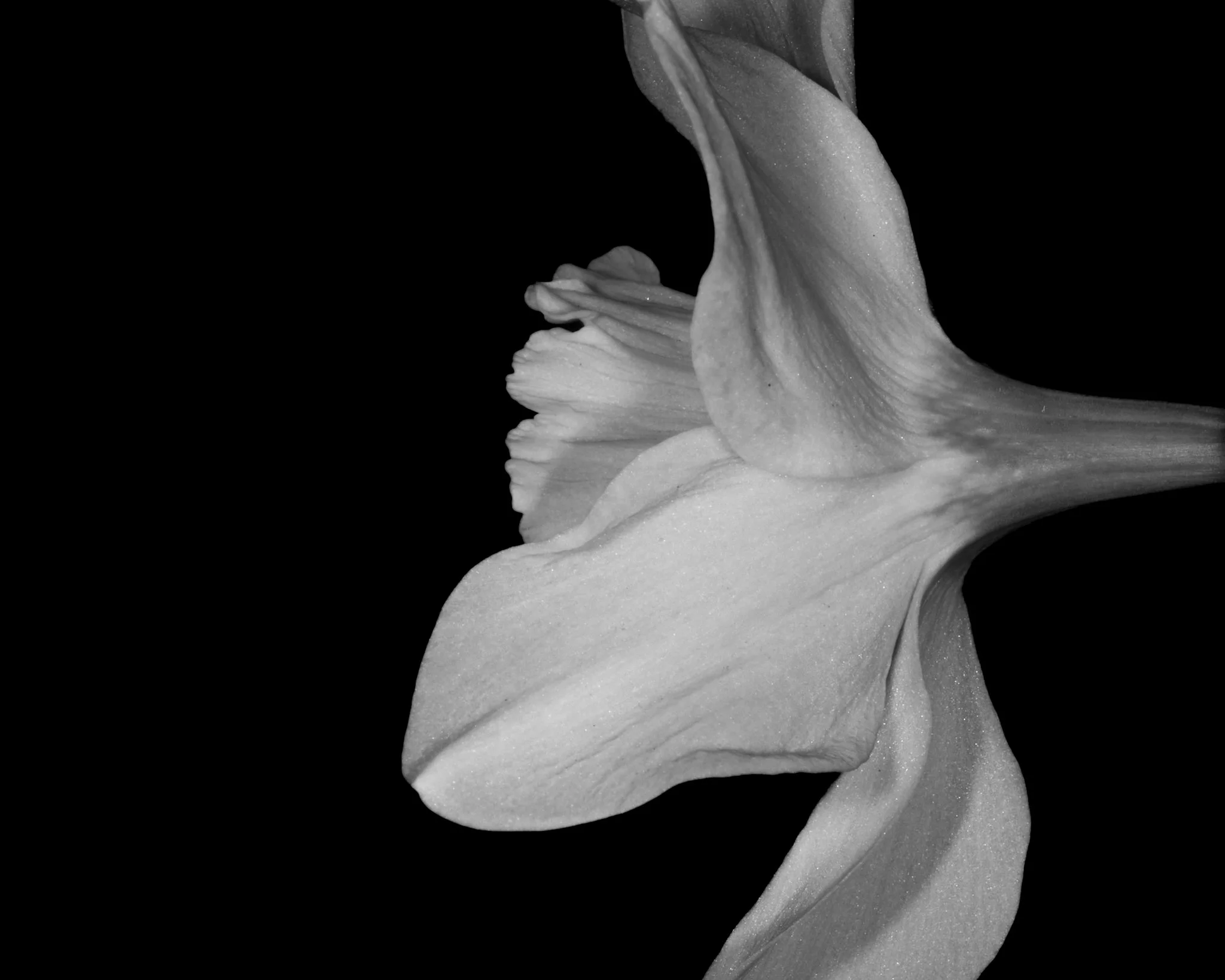 Close-up black and white photo of a flower with delicate, ruffled petals against a black background.