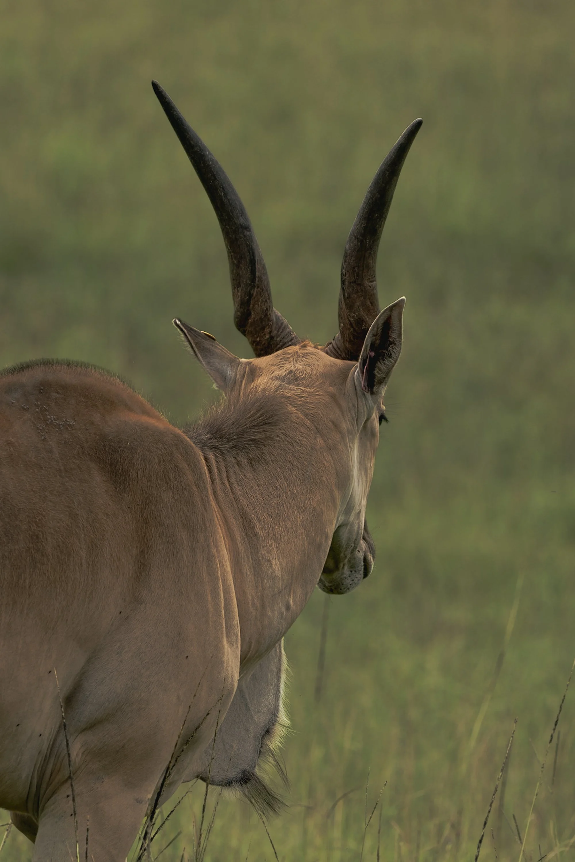 A side view of a young male antelope with large, curved horns and a tan coat, standing in a grassy field with a blurred green background.